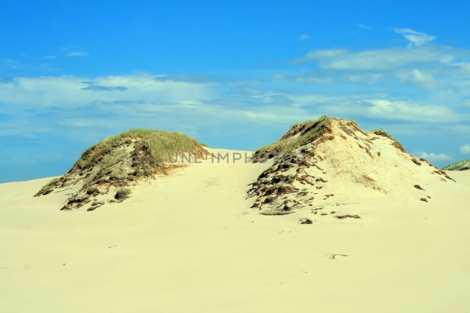 Grass and hills in sand dunes at Leba - Poland
