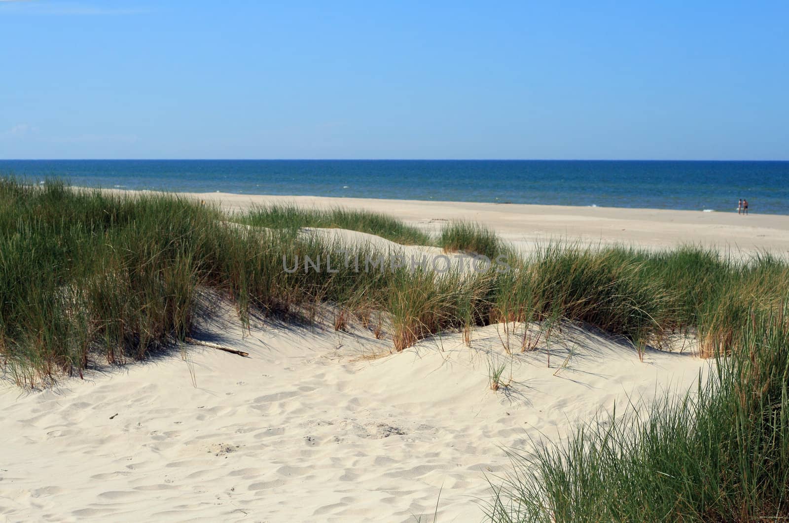 Grass in sand dunes in front of the beach and sea
