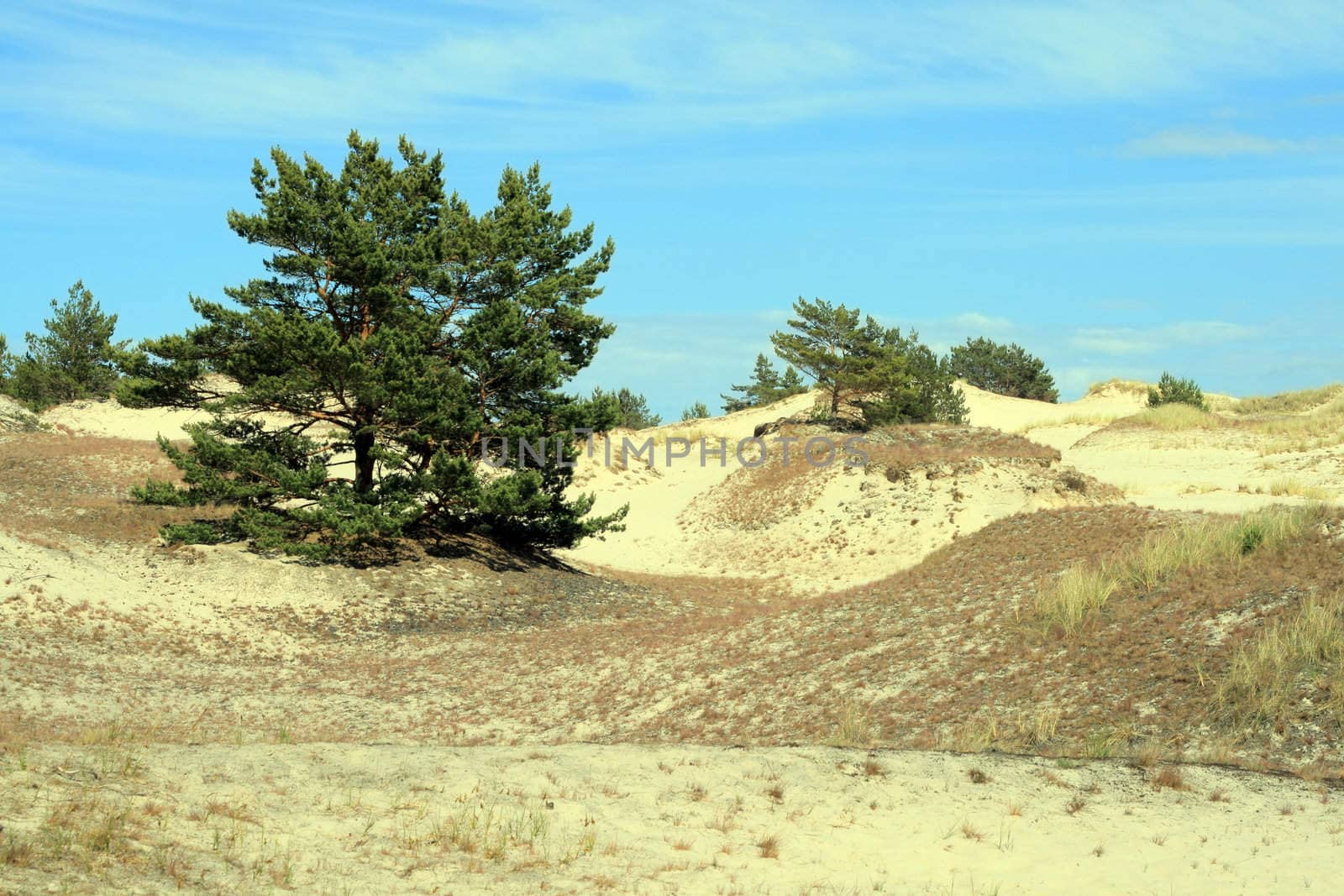 Sand dunes and forests at Leba - Poland
