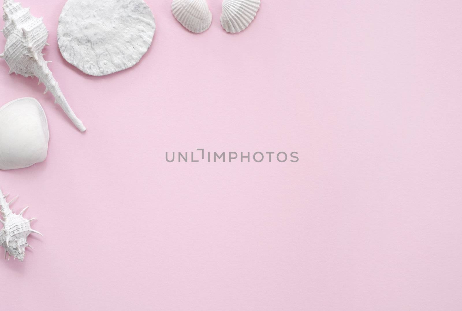 White and Pink Seashell Background by ilgitano