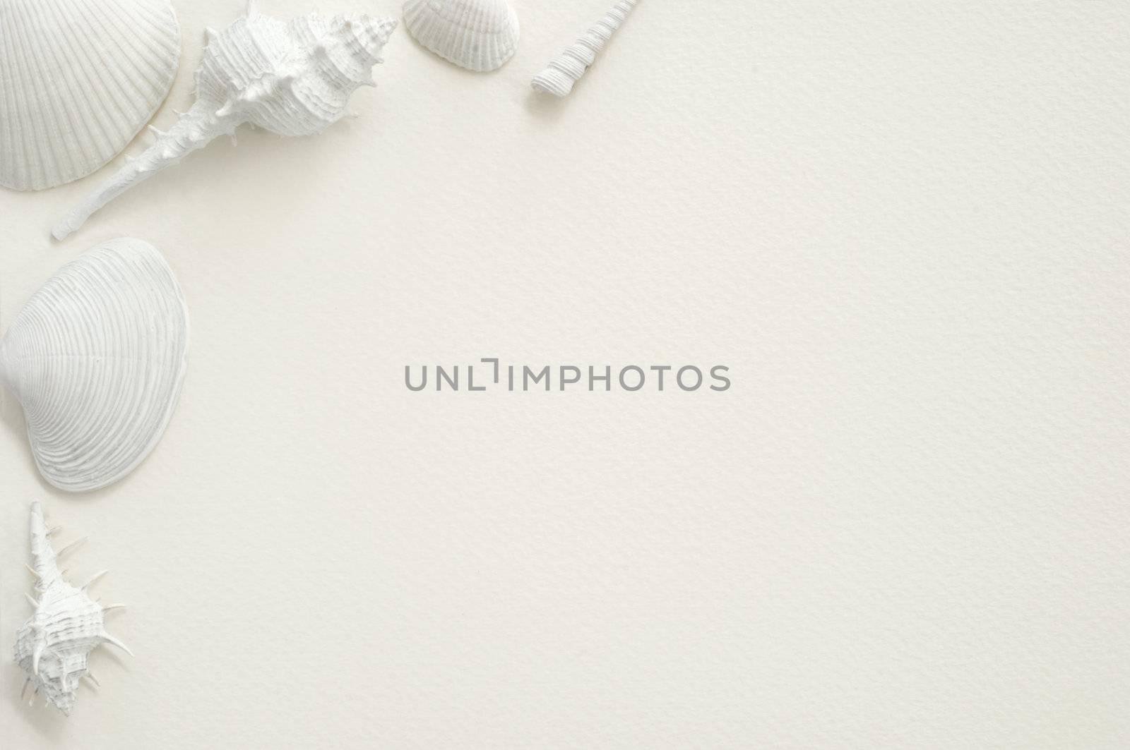 White seashells presented on a white sheet of watercolor textured paper offering a framing format
