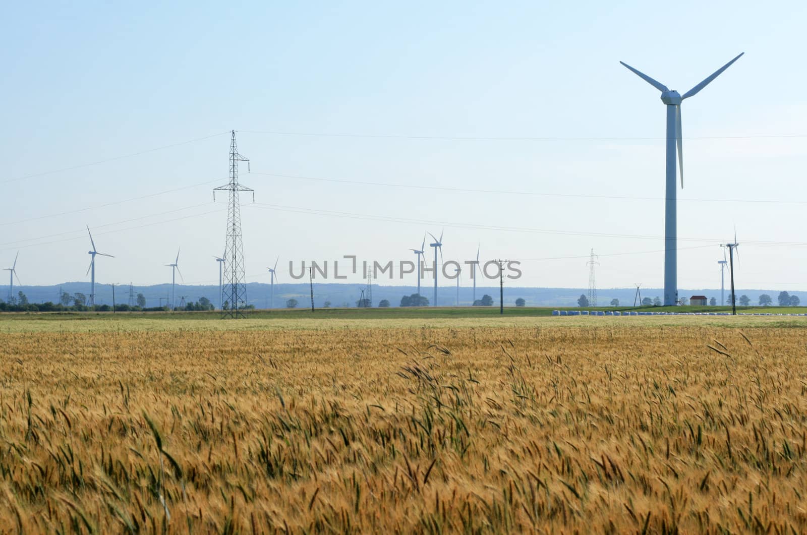 Summer landscape with rye field, wind turbines and electric poles
