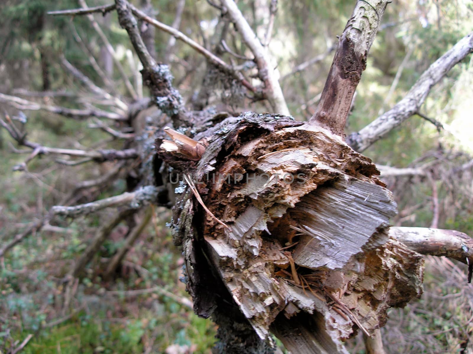 An old tree in the forest dried up and fallen down