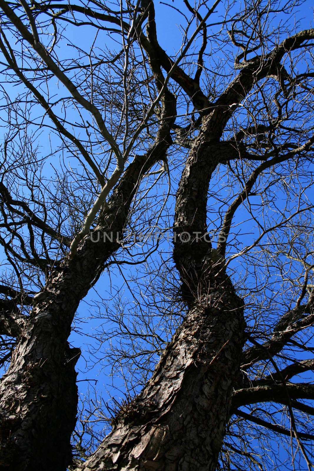 Two old, tall trees, stretching against the clear blue sky