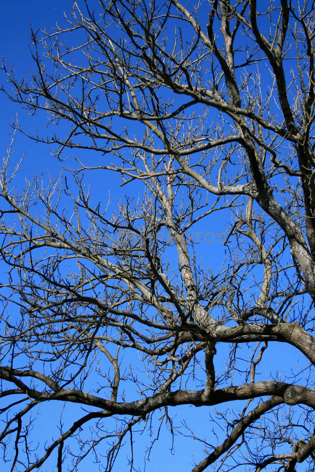 Branches of an old tree pointing upwards against the clear blue sky