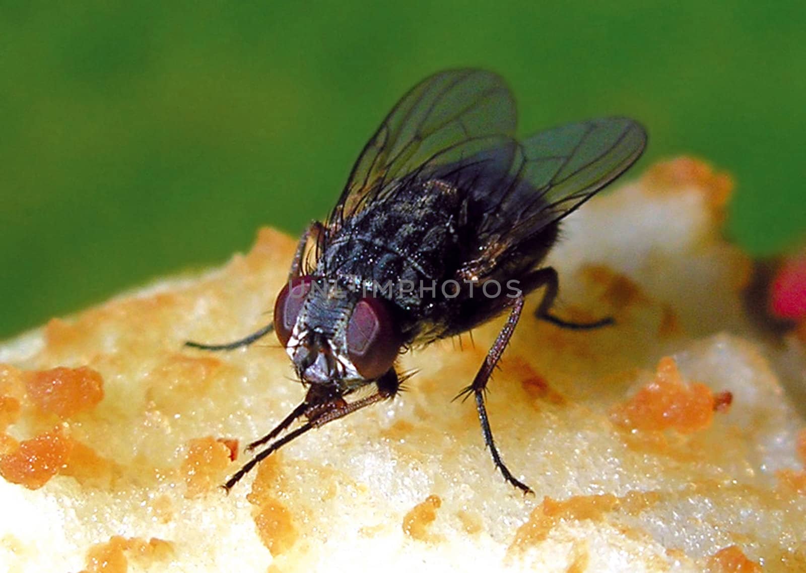 A typical fly rubbing its legs getting ready to eat apple