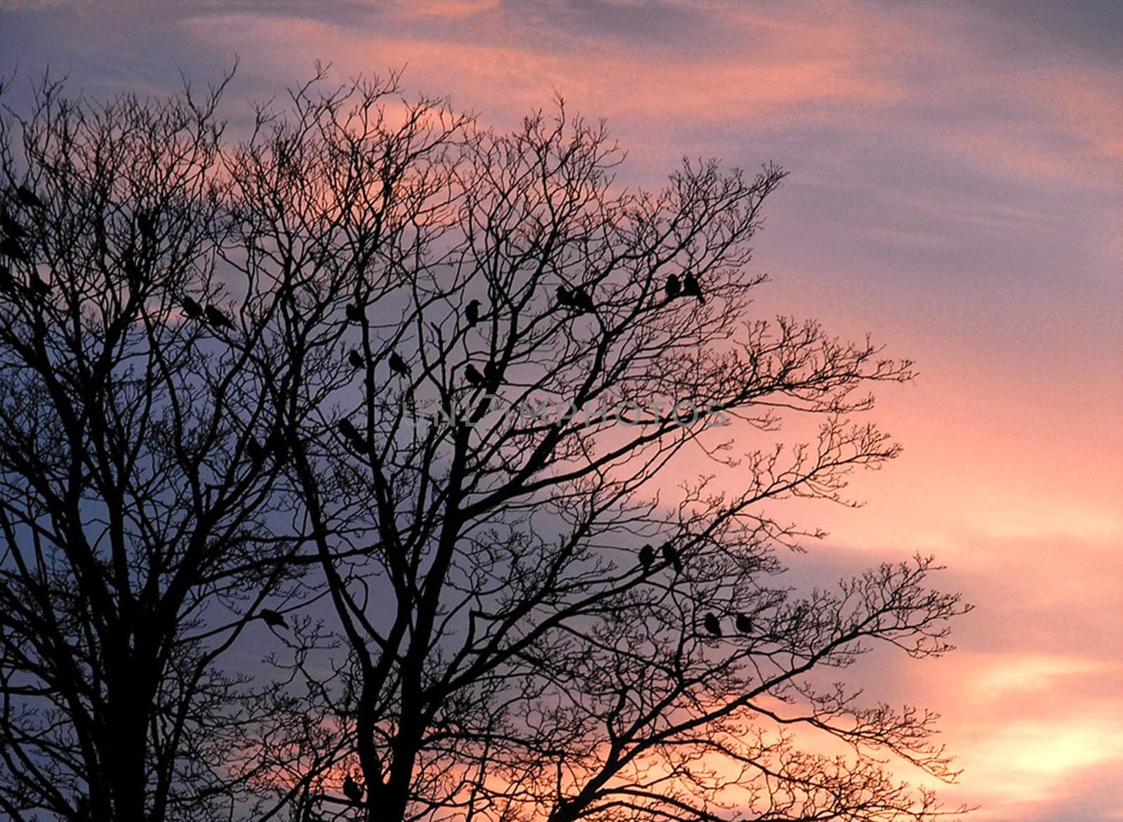 Silhouette of a tree with lots of birds in it