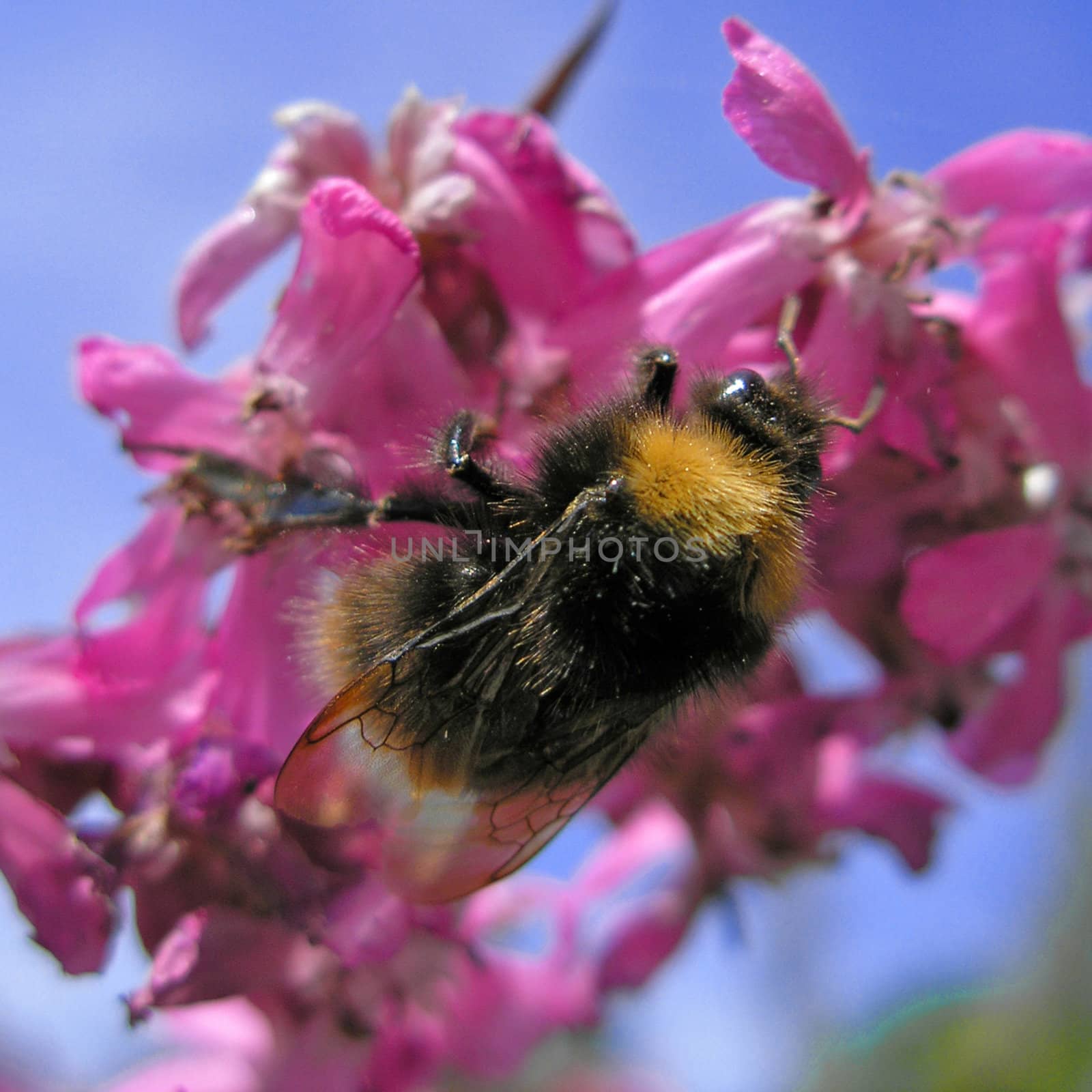 Bumblebee on flower by HanneS