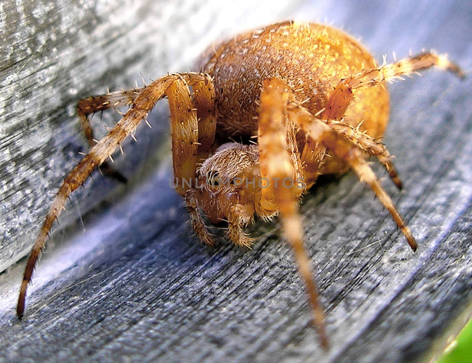 Closeup of a fairly big hairy spider on grey background