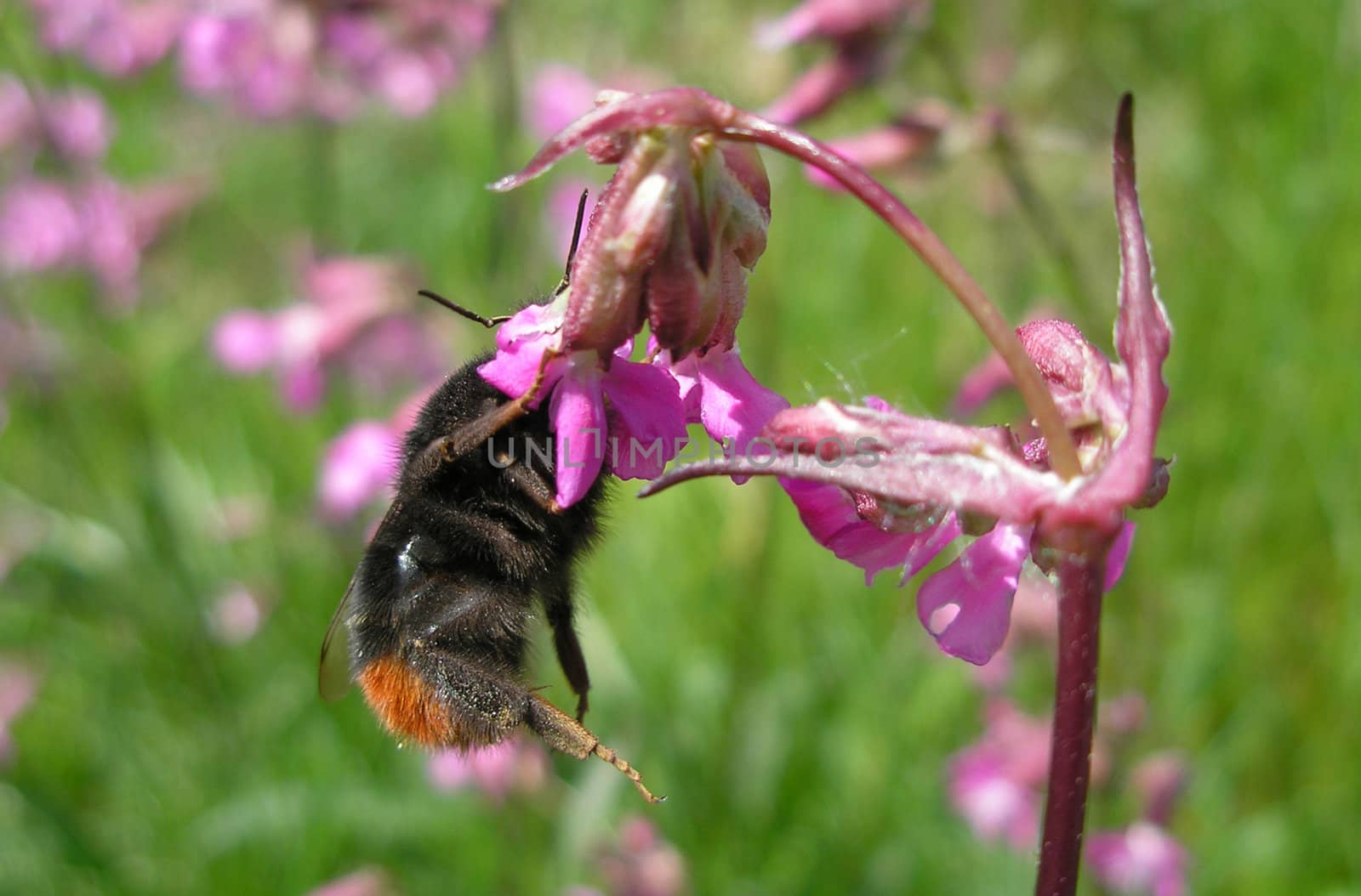 Bumblebee hanging from a flower with its leg sticking out