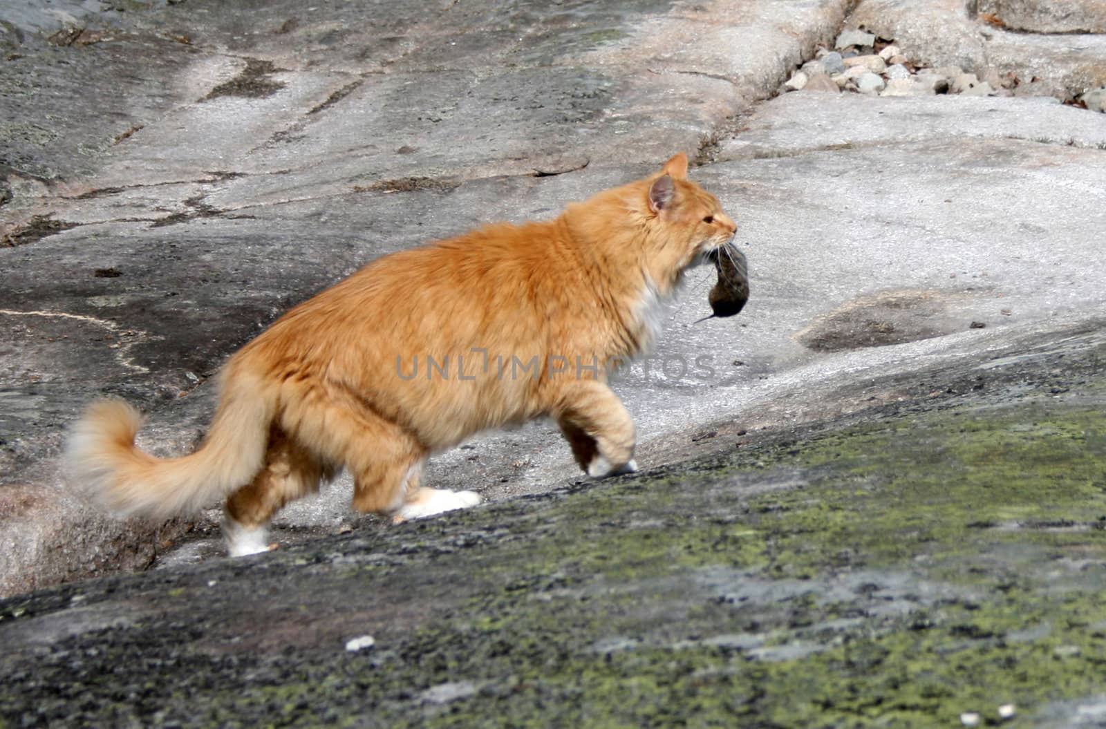 A big ginger cat with a mouse in its mouth