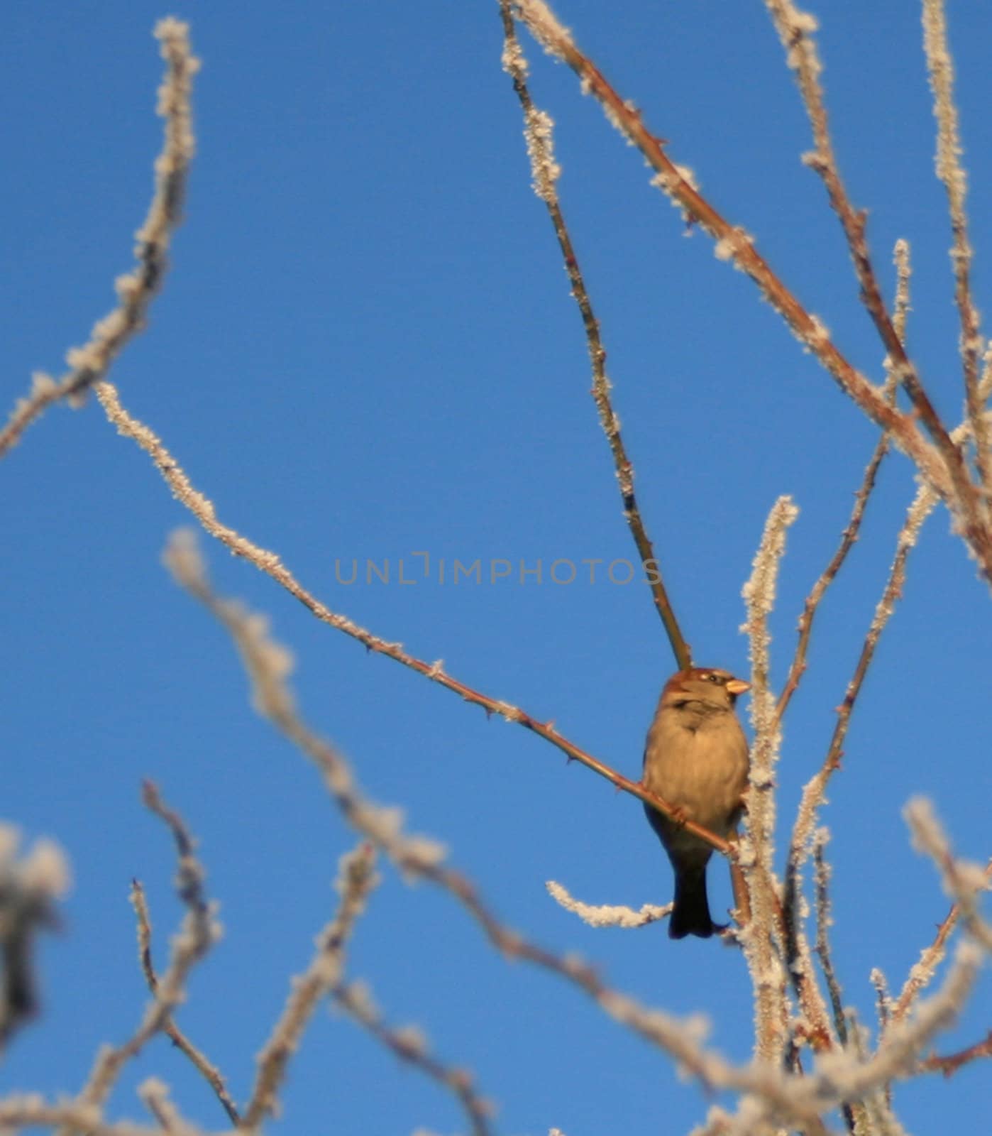 Sparrow in the tree by HanneS