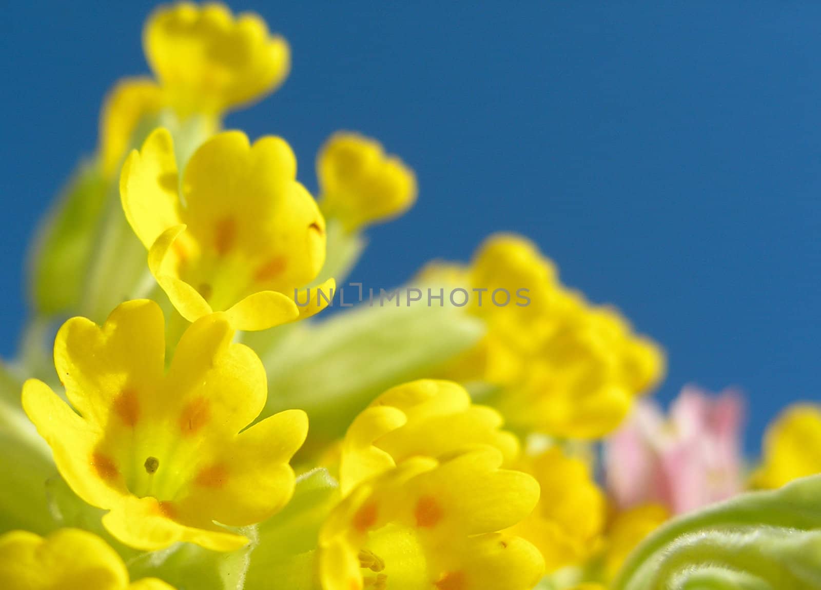 Beautiful yellow flowers on blue background