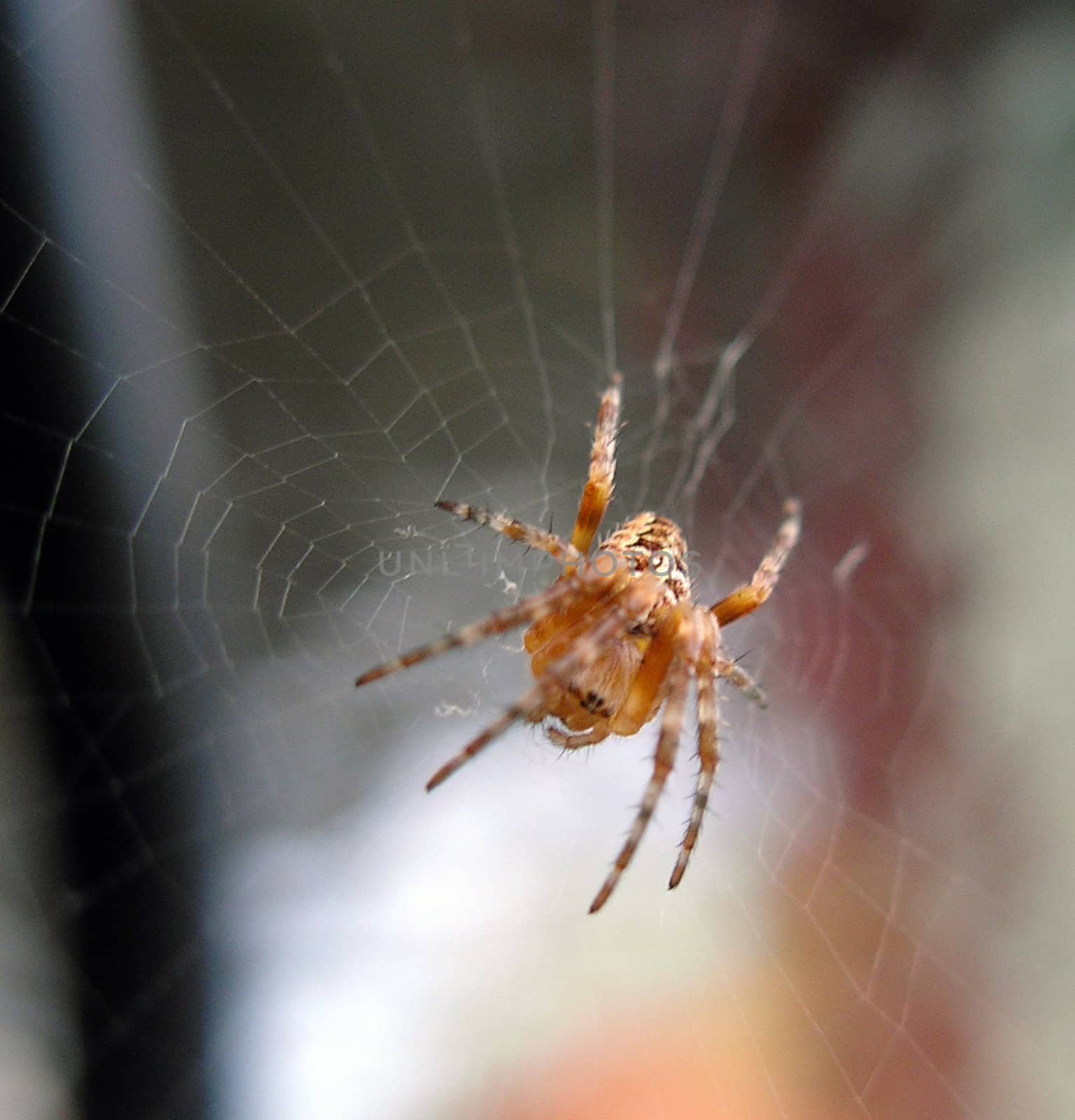 A spider on its web