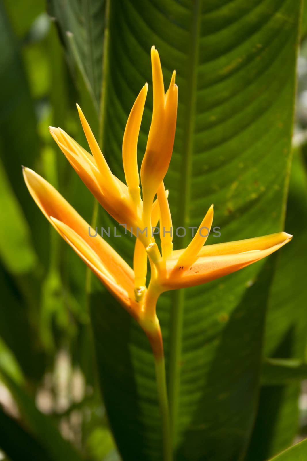 Tropical Flower Heliconia found in a garden.