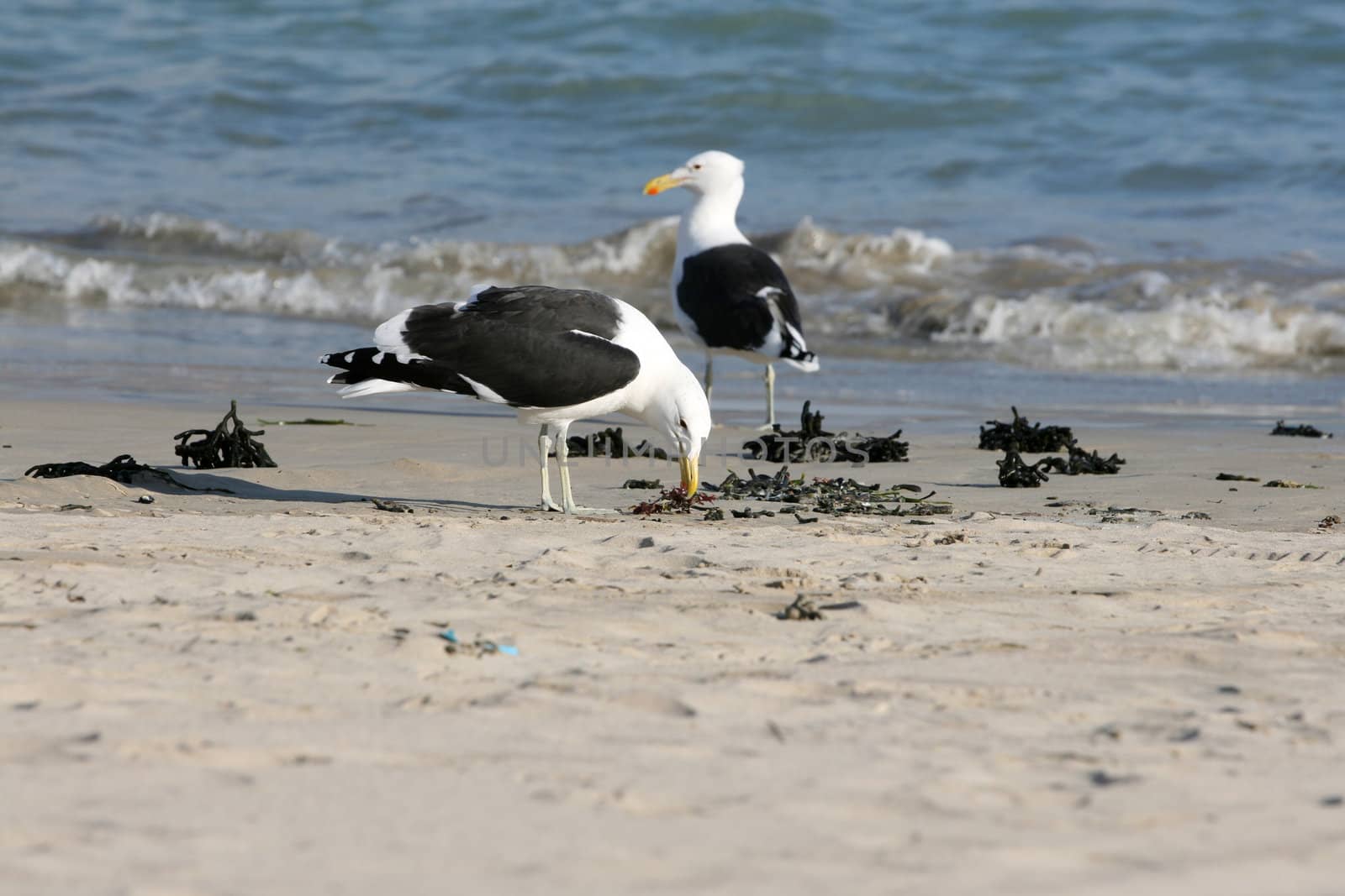 Two seagulls on the beach, looking for food