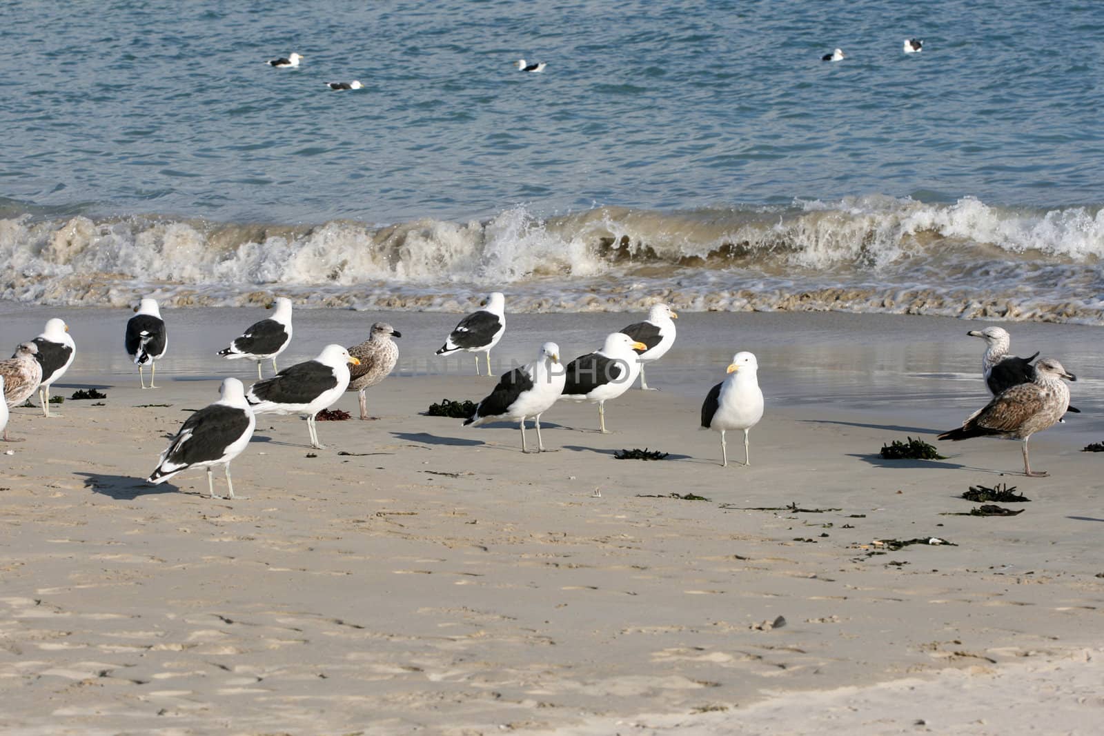 Flock of Seagulls standing on the beach