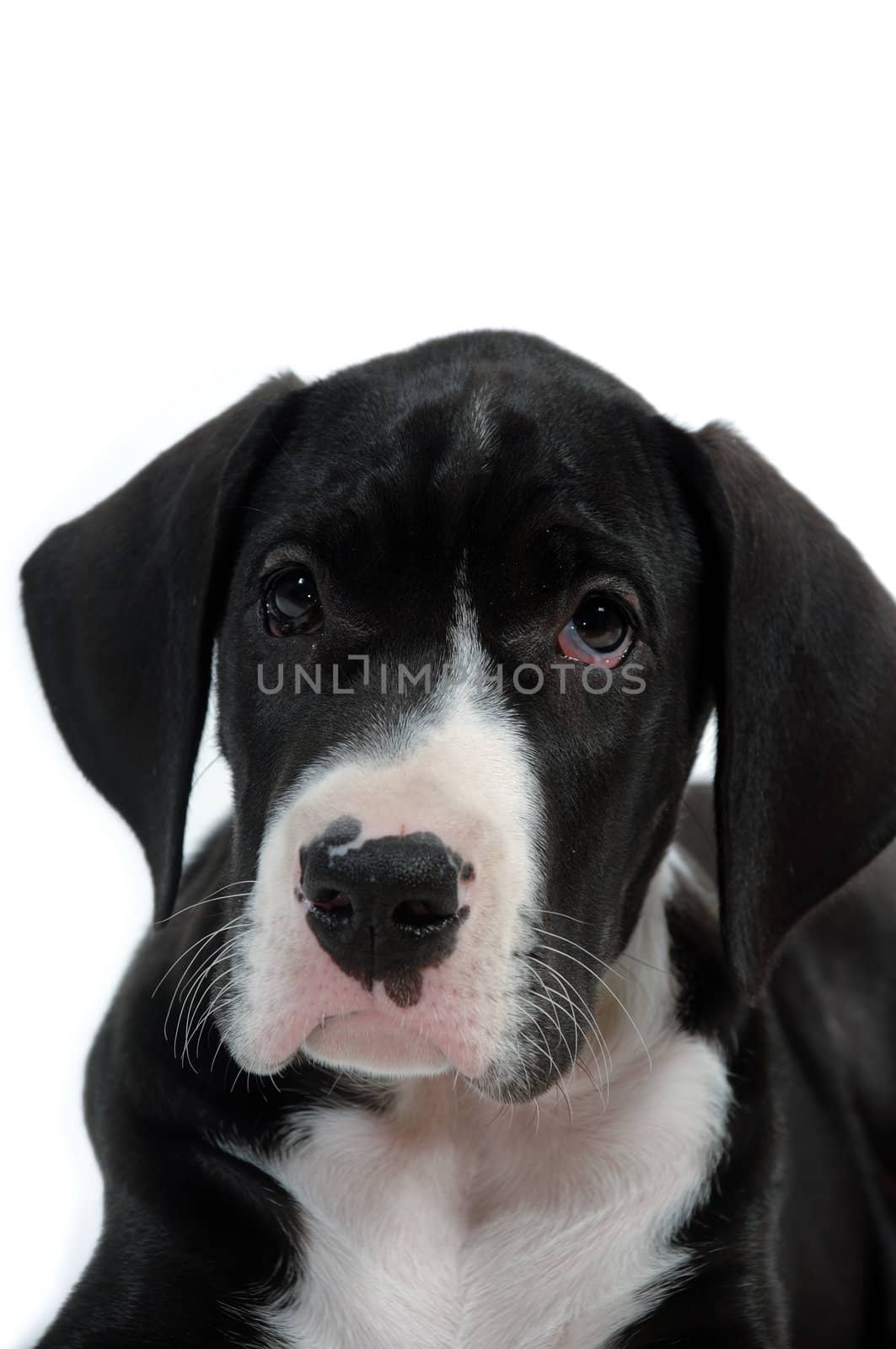 Sweet young dog on white background