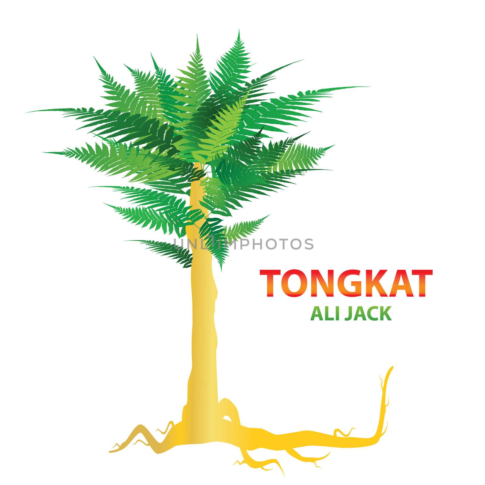 Tongkat Ali - nature's sexual stimulant