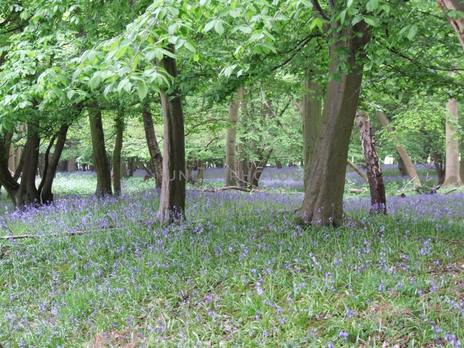A Blue Bell Flowers Covering Forest Floor