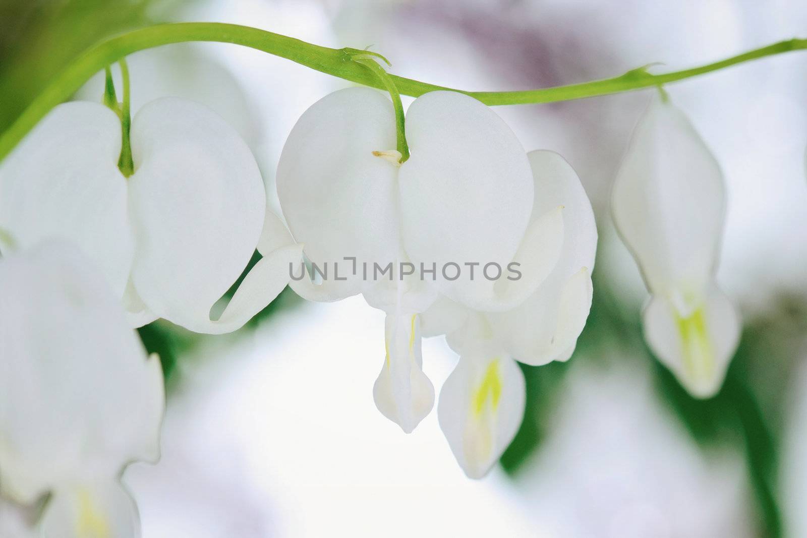 White Bleeding Heart with selective focus on center flower. Extreme shallow depth of field with blur.