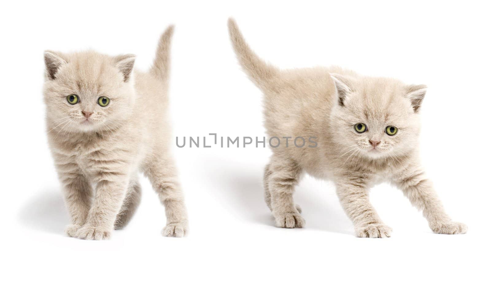 Two kittens with yellow eyes  on white background