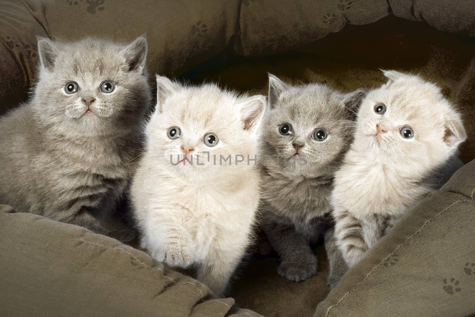 Four kitten by AlexKhrom