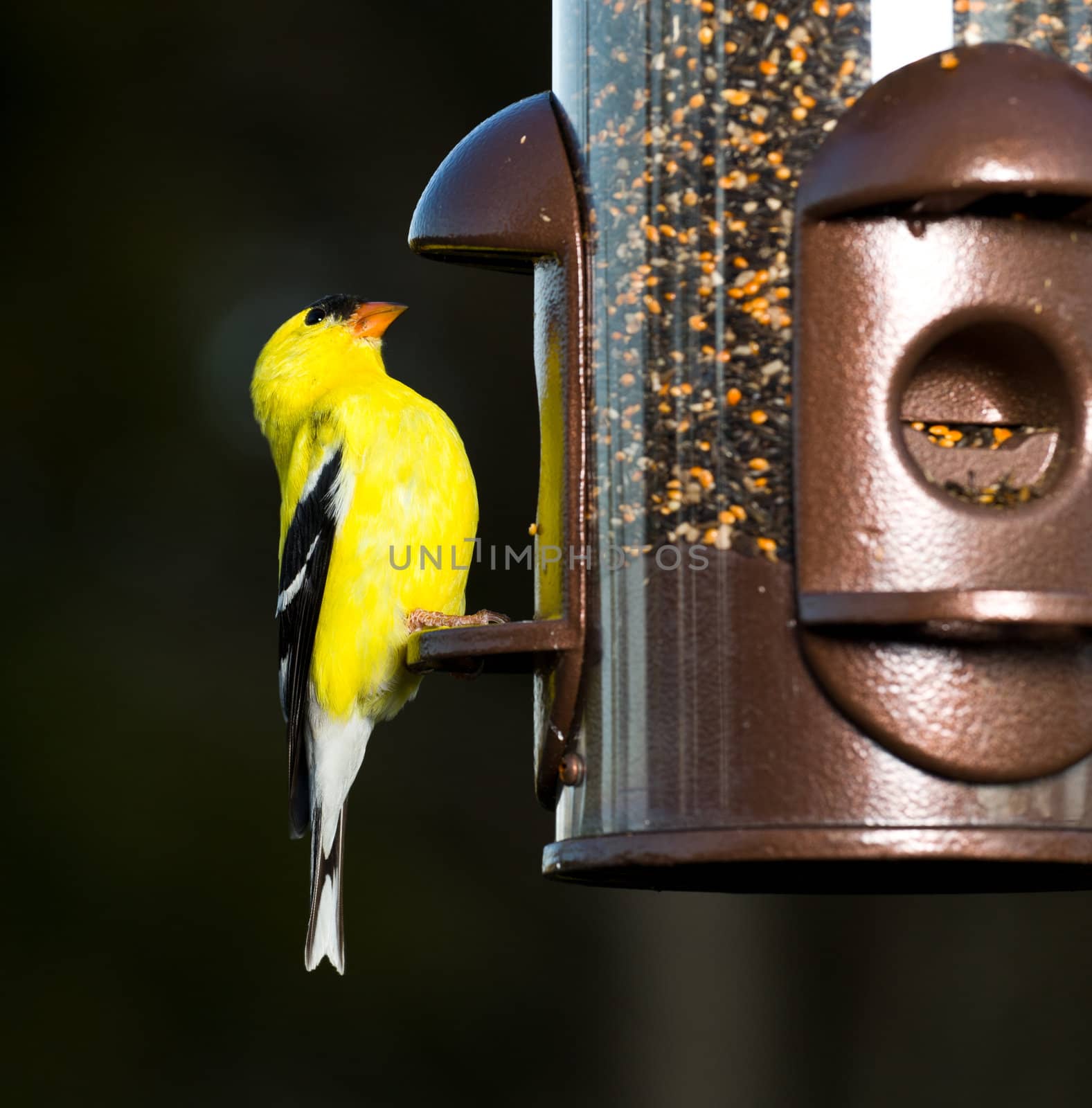 Bright yellow goldfinch eating from the opening in a modern bird feeder with very dark out of focus background