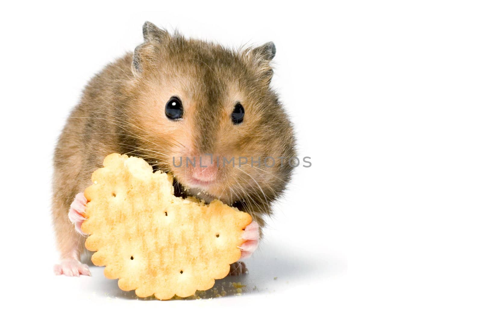 Hungry hamster eating cookie. On white background isolated.