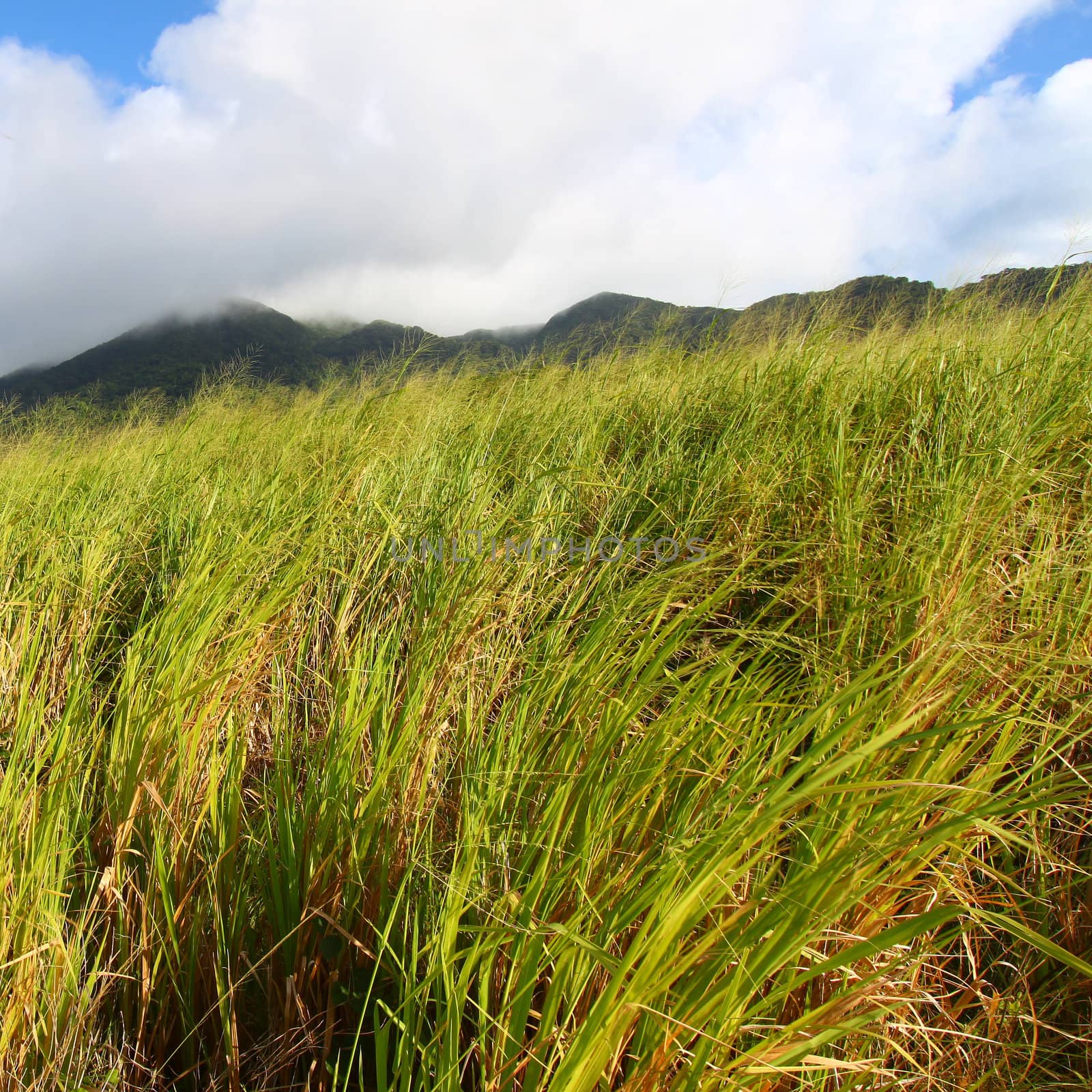 View of Mount Liamuiga from the sugar cane fields of Saint Kitts.