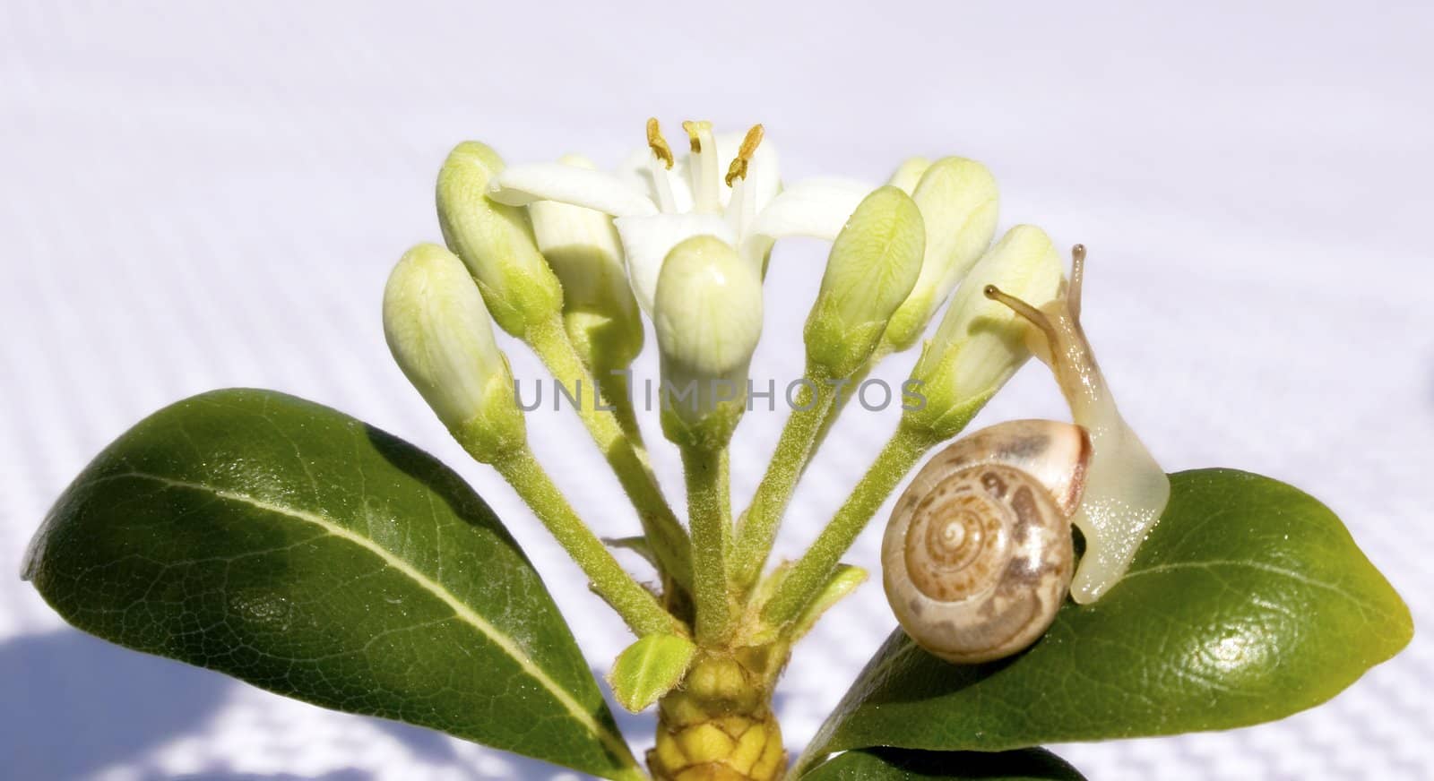 Small snail looking to white flower