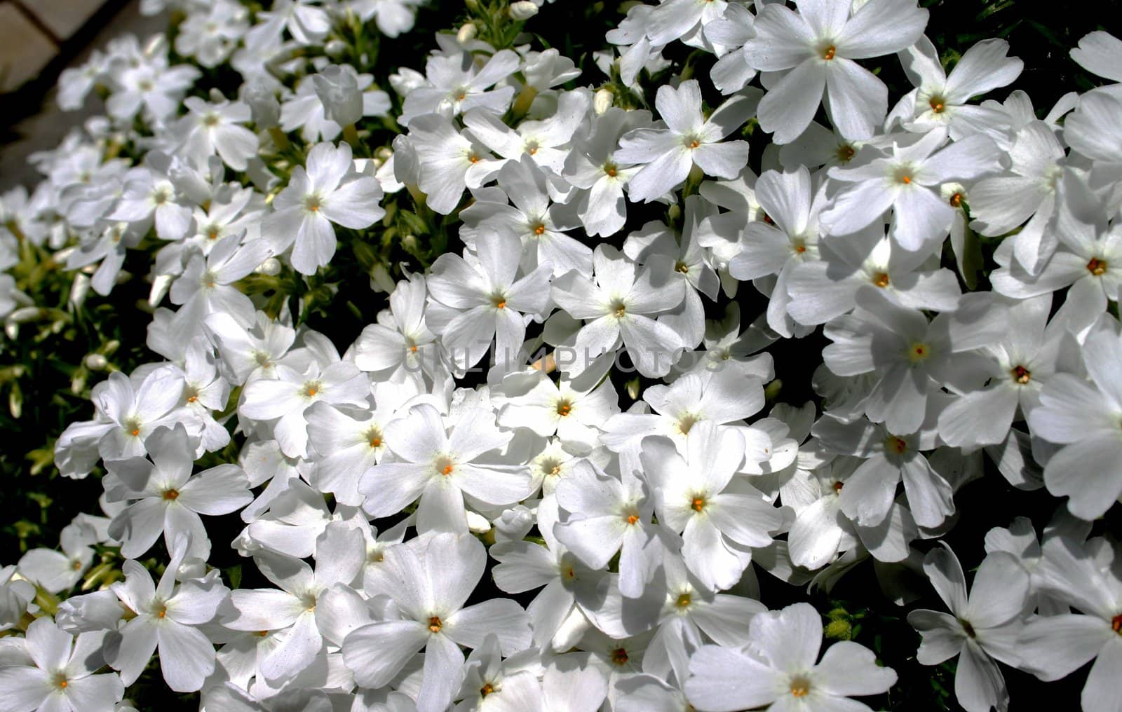 Bouquet of white flowers in the sunshine