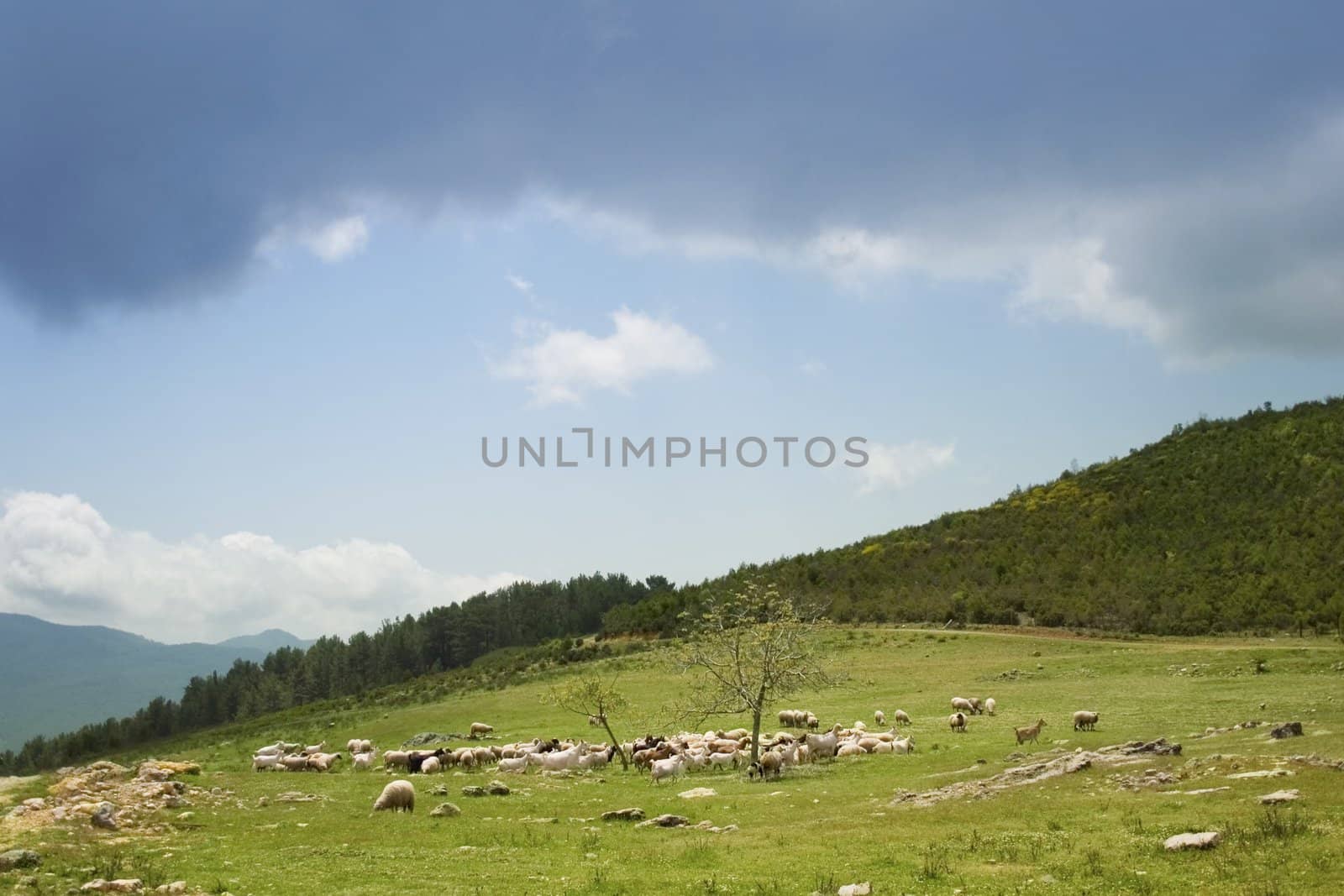 Sheep herd on mountain plateau pasture