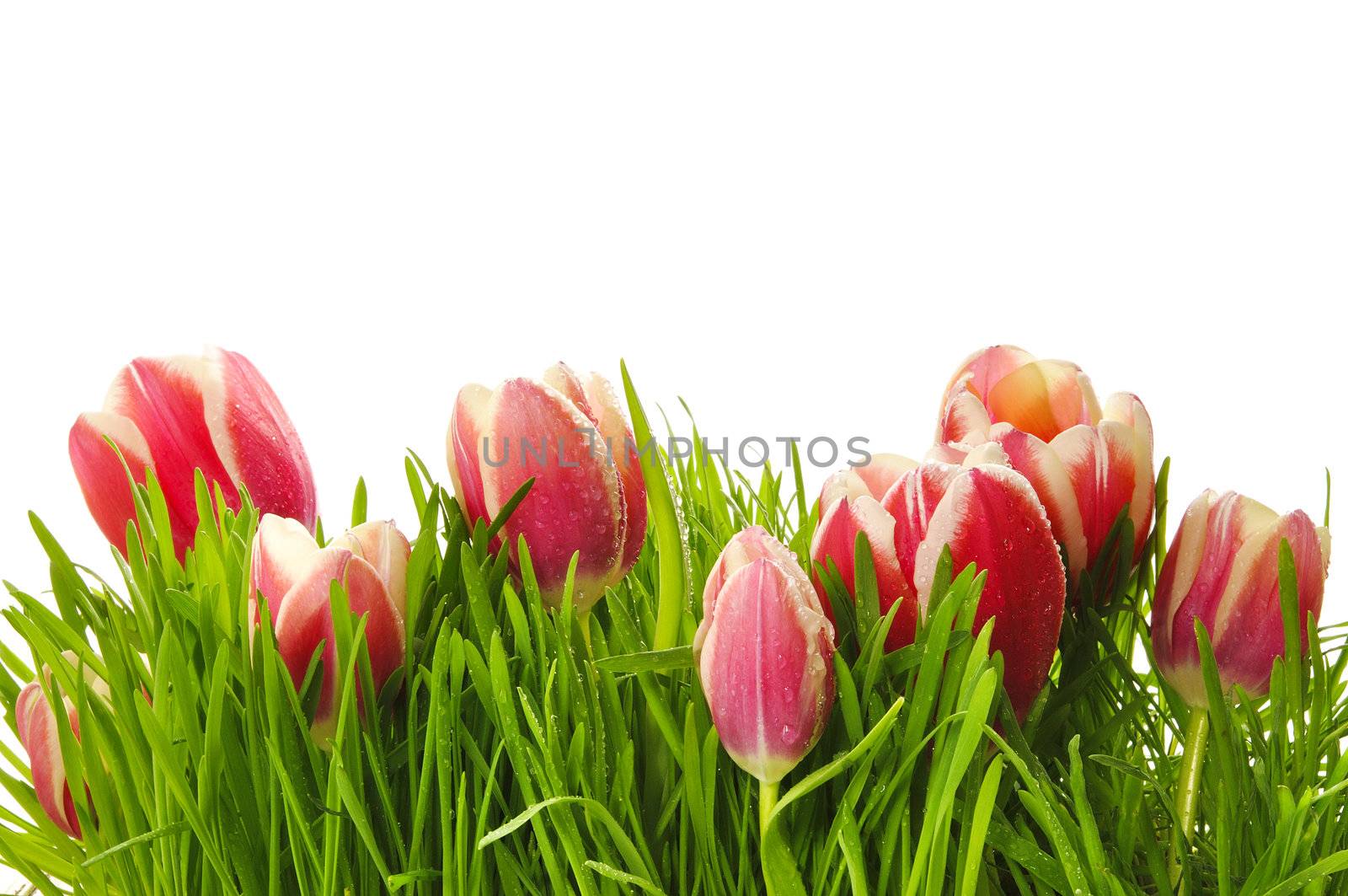 Pink tulips in a green grass on the white isolated background
