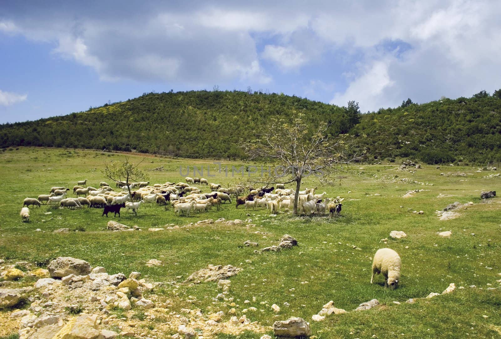 Sheep herd on mountain plateau pasture