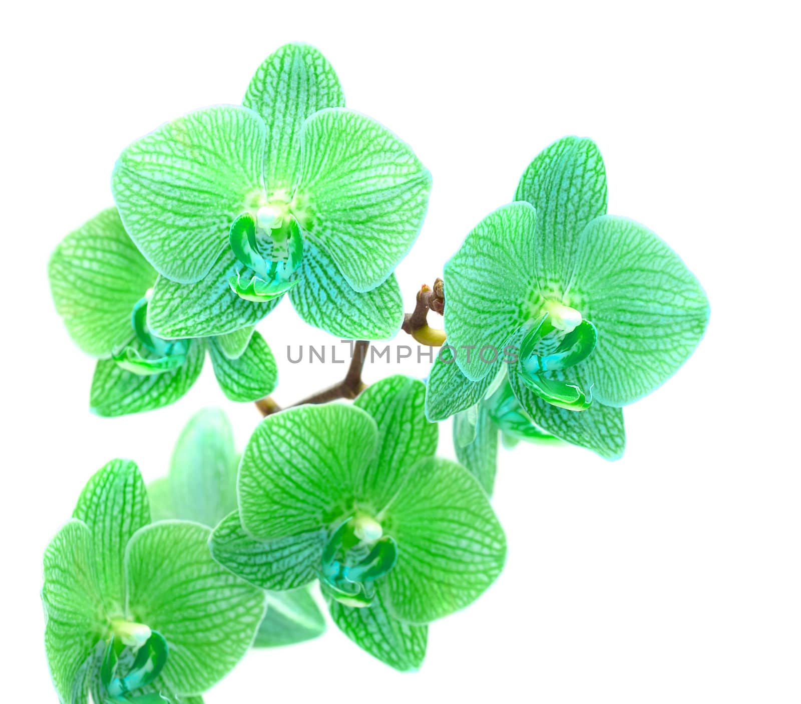 Beautiful green orchid isolated on white background