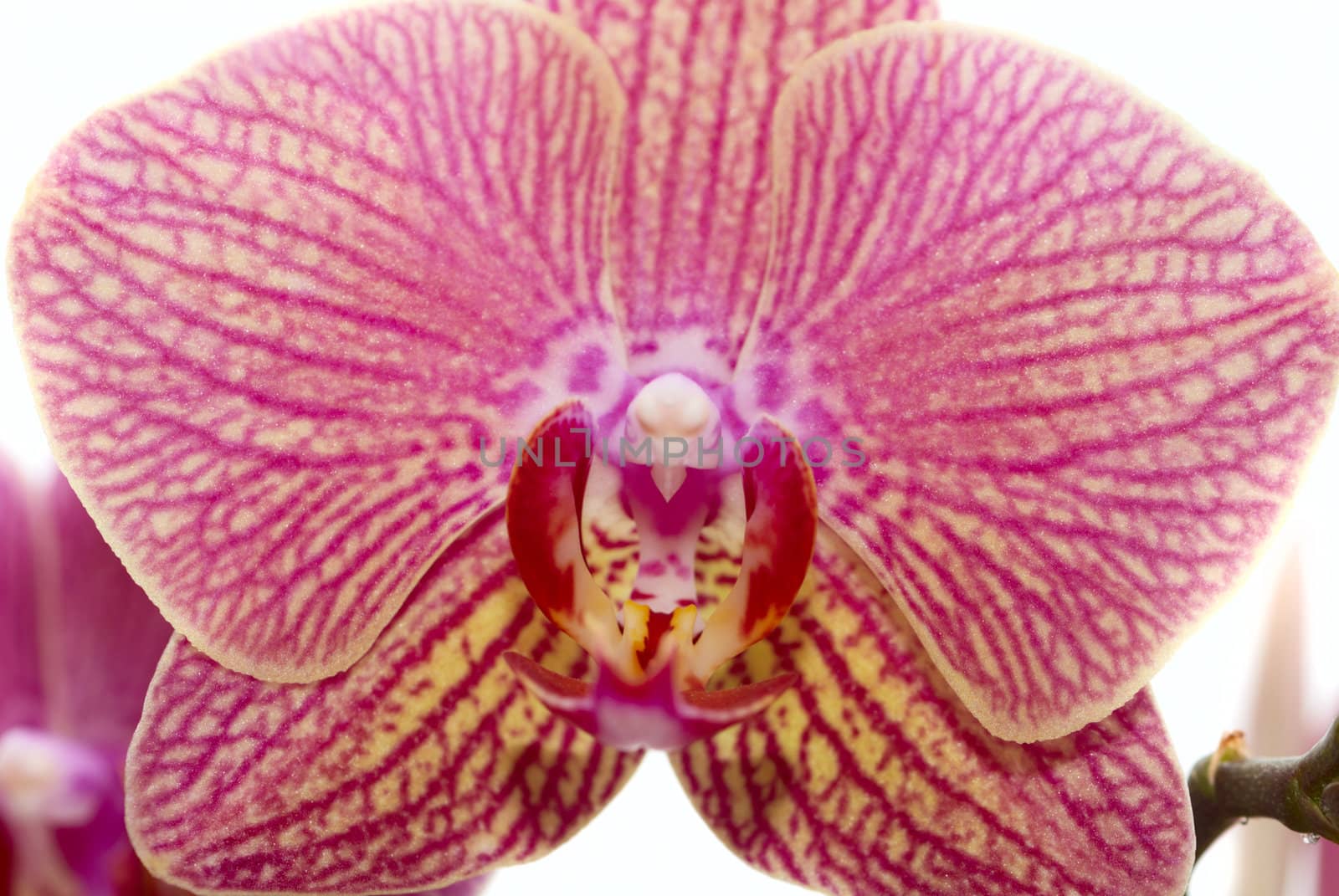 Pink orchid close-up by Olinkau