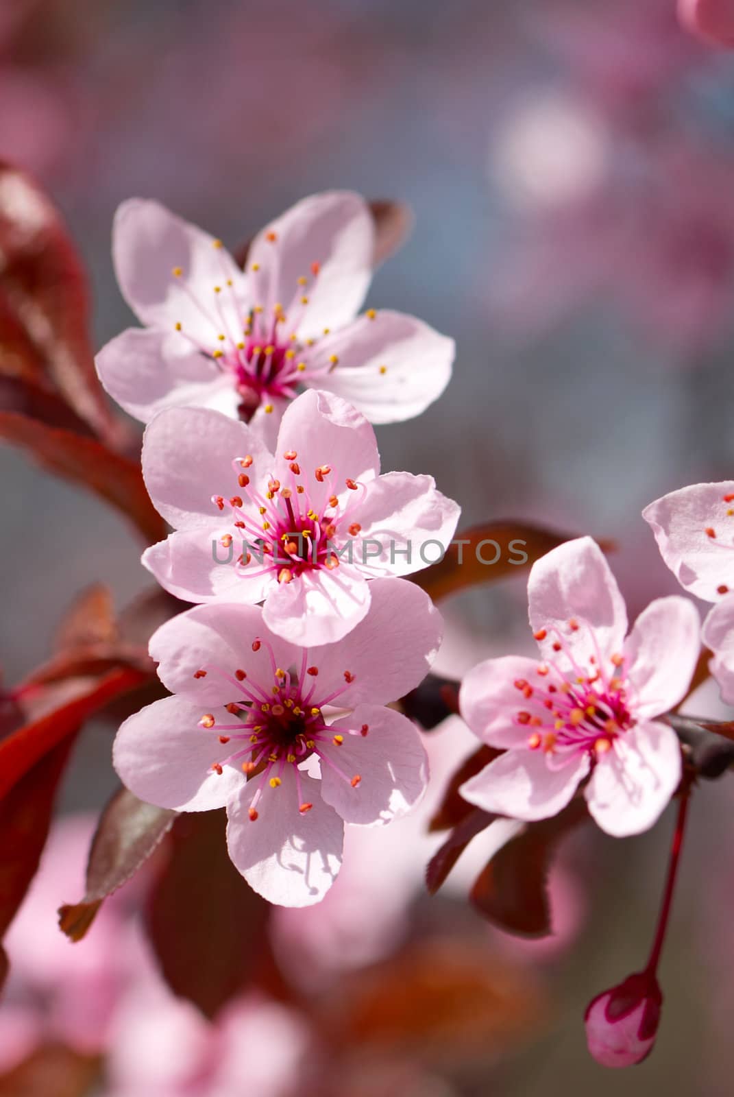 Pink cherry blossom by Olinkau
