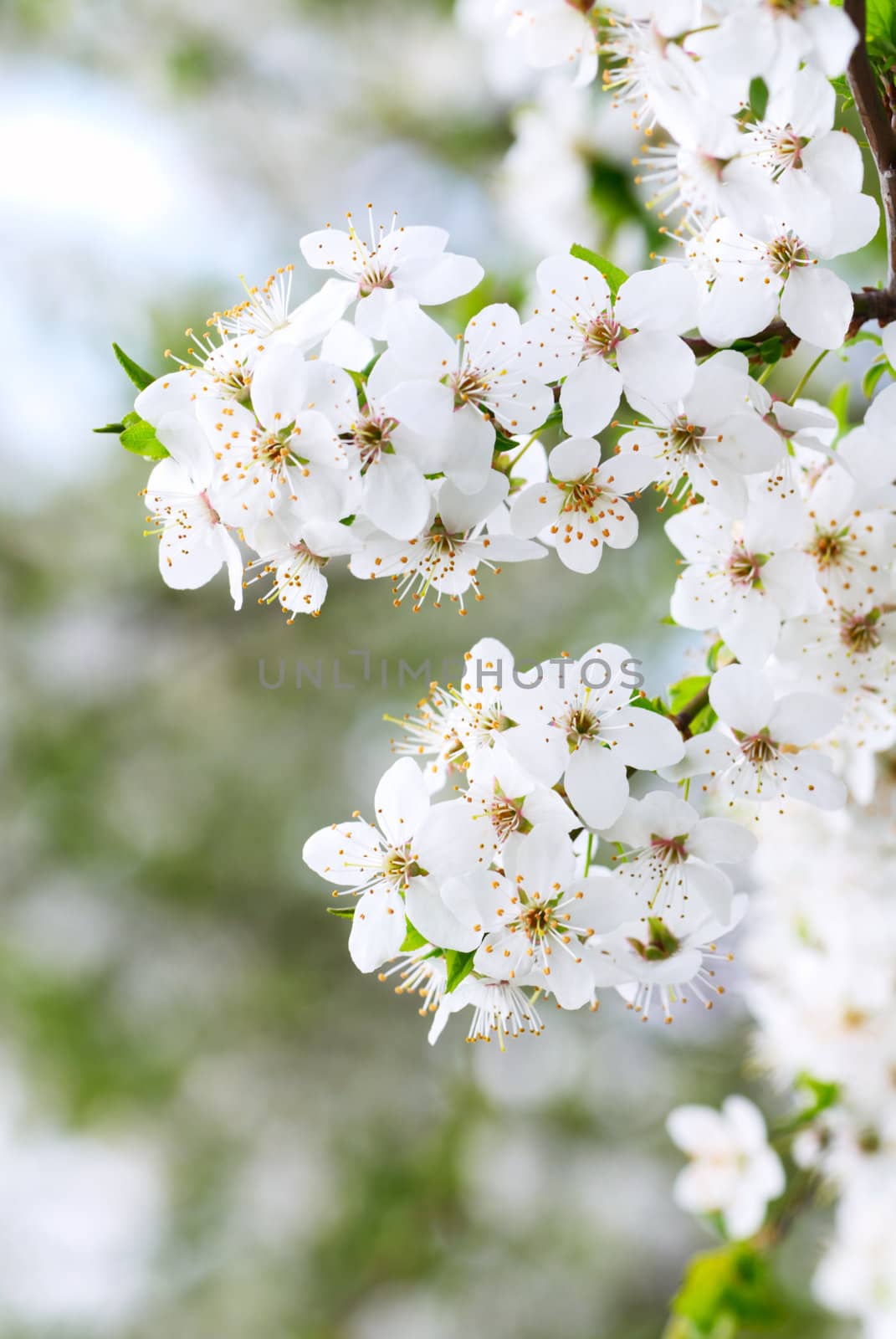 Blooming spring tree background, a close-up of white cherry flowers