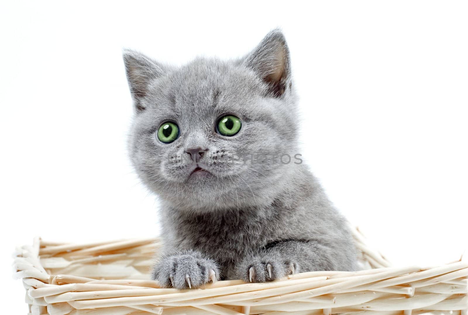 kitty with green eyes sits in a basket