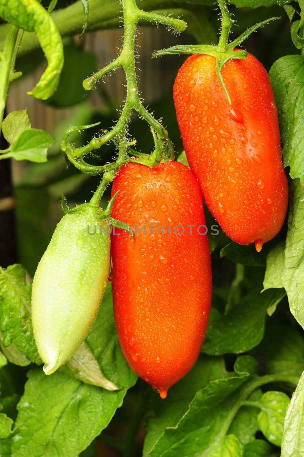 Ripe and unripe pulm tomatoes wet with early morning dew