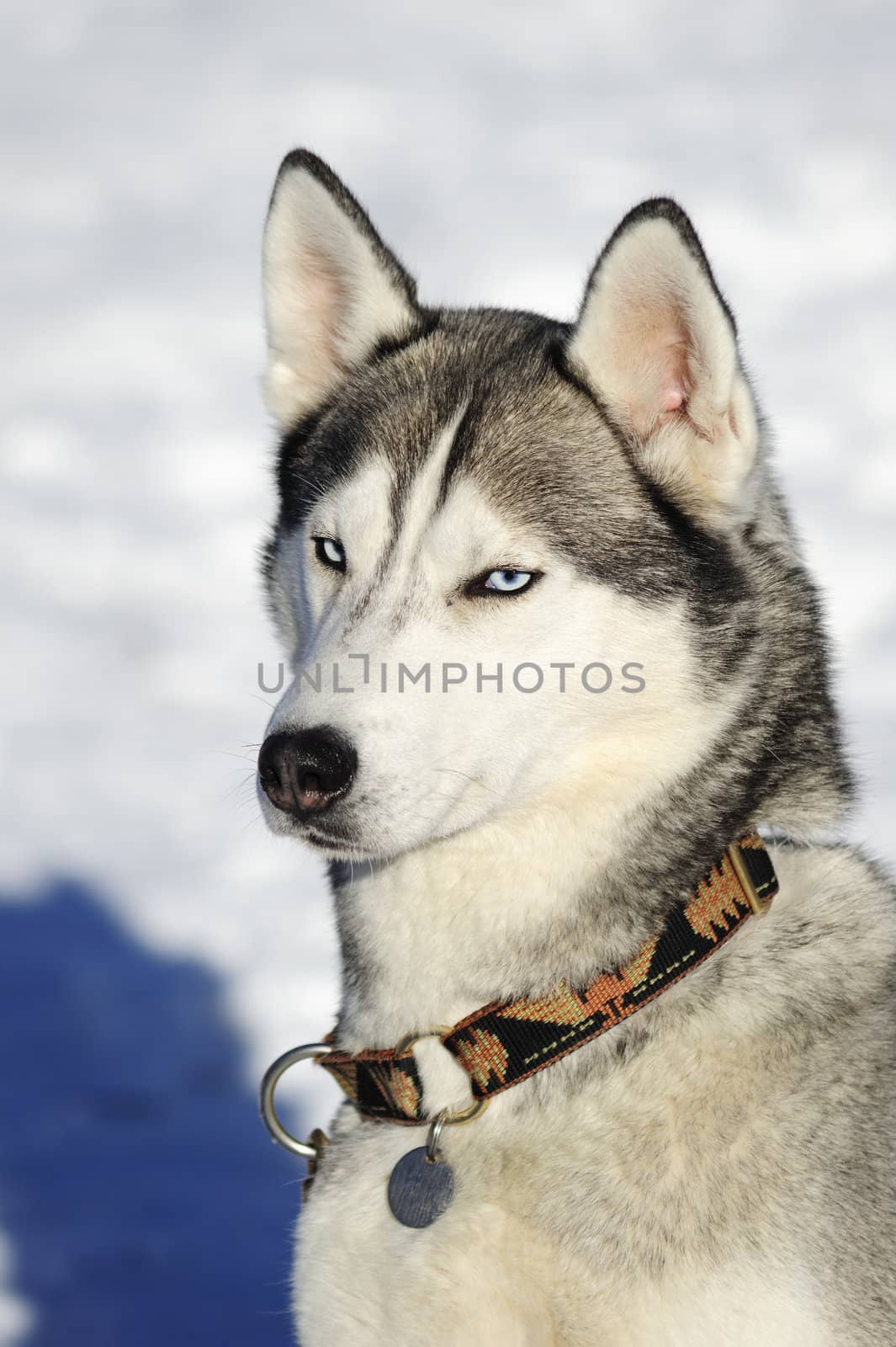 Close up of a bored-looking malamute (breed of sled dog) in the snow