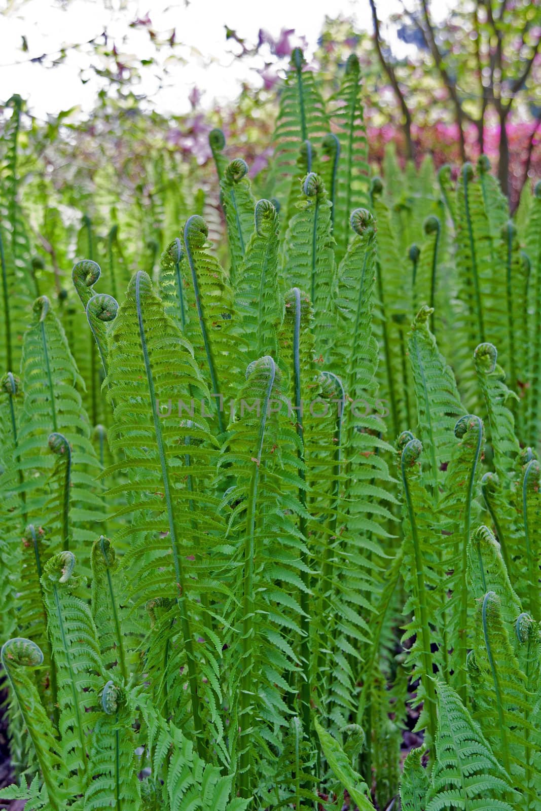 fern spirals being opened in early spring