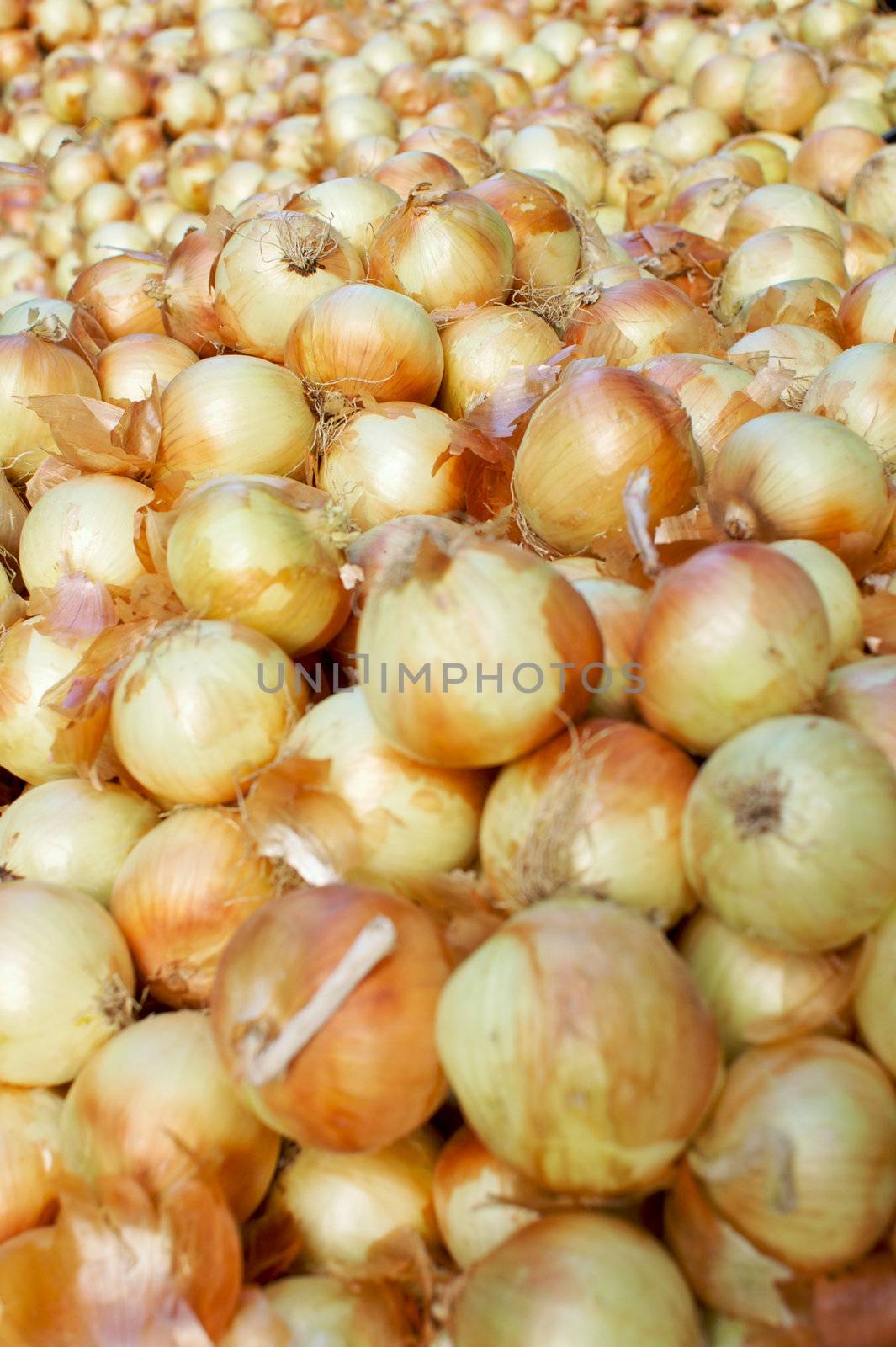 a sea of yellow onions at the Farmer's market