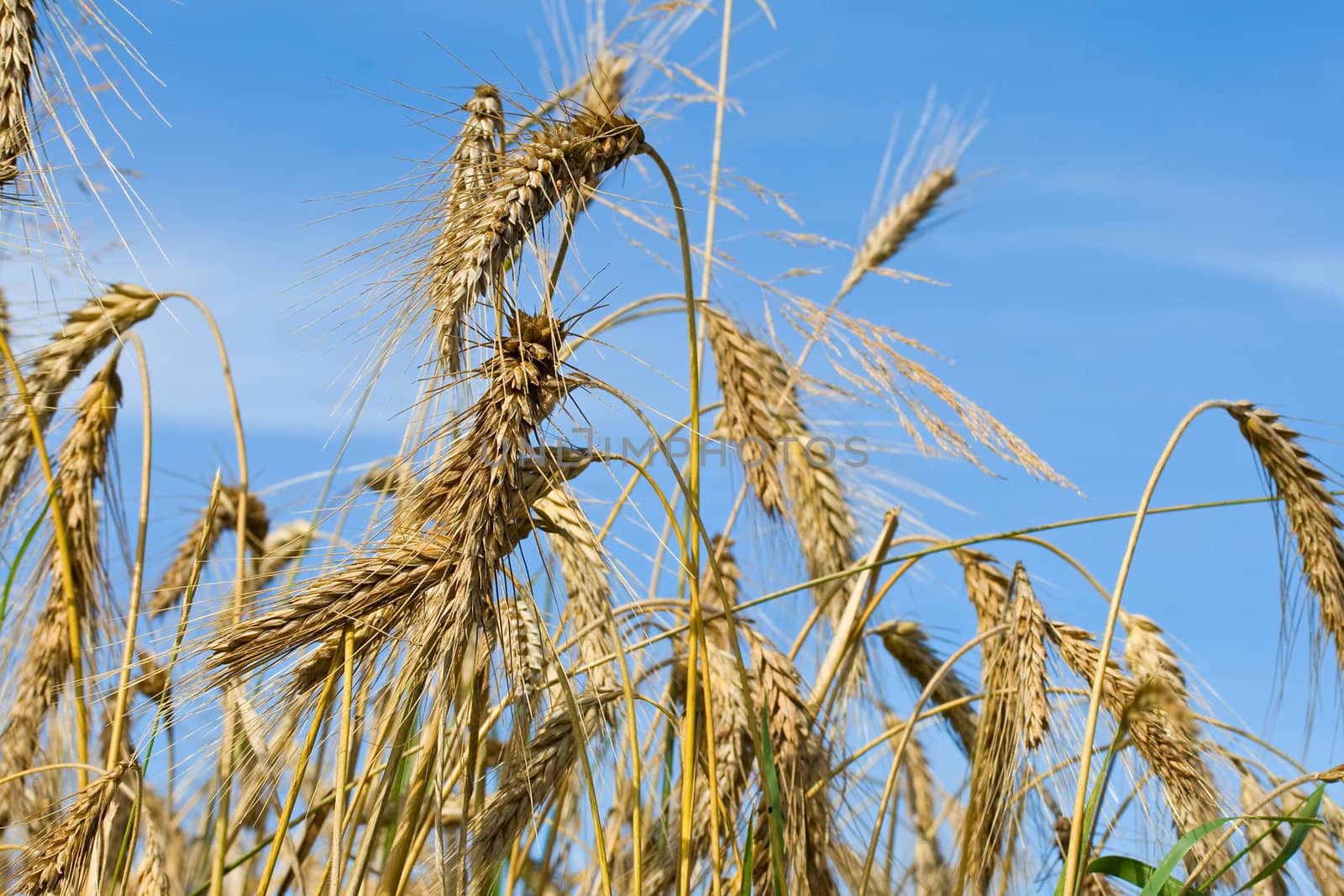 close-up wheat ears on blue sky background