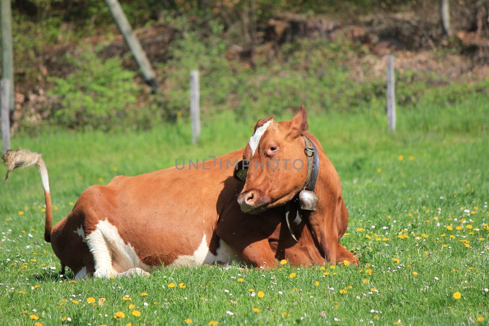 cow brown and white