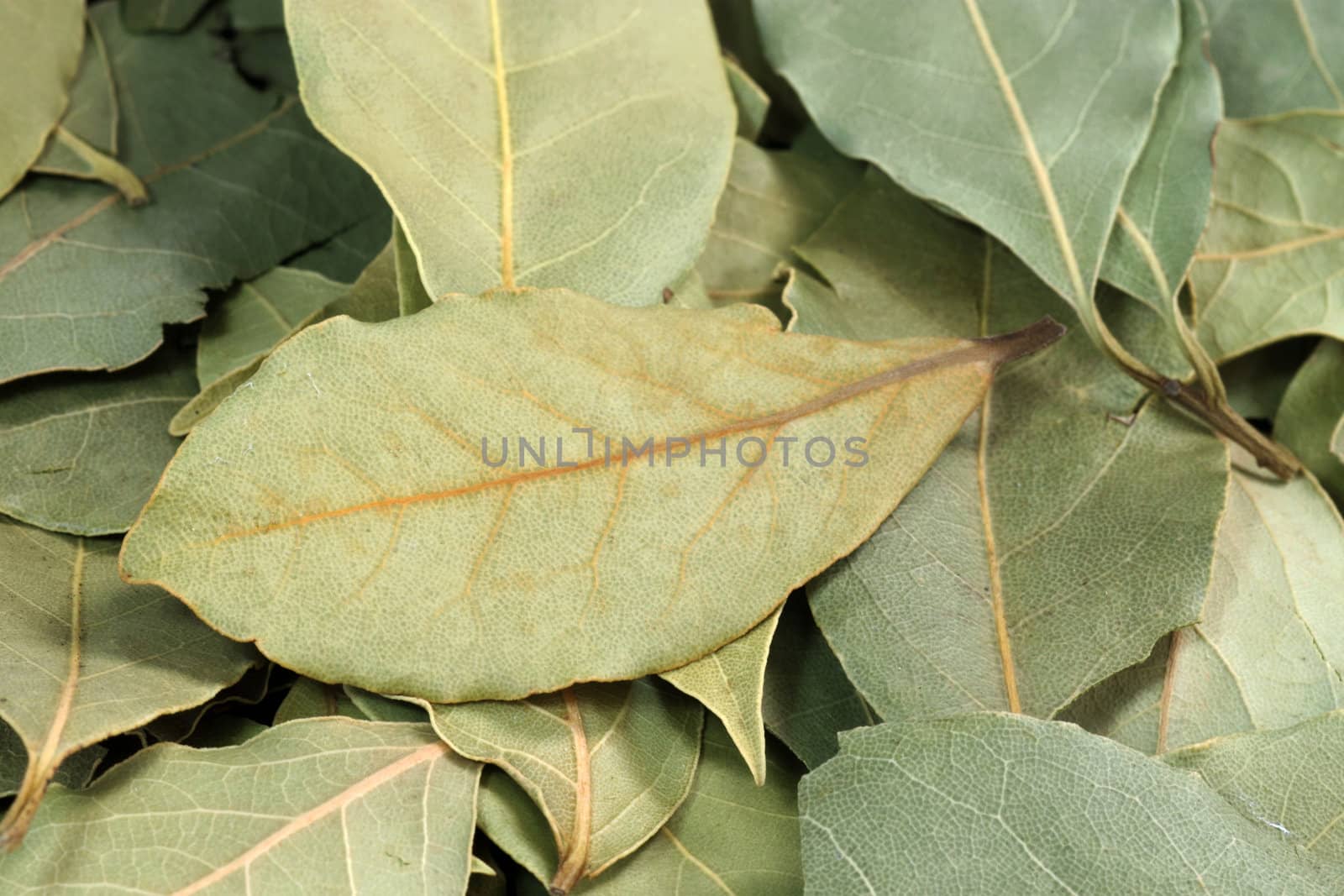 Green bay leaf spice closeup view background