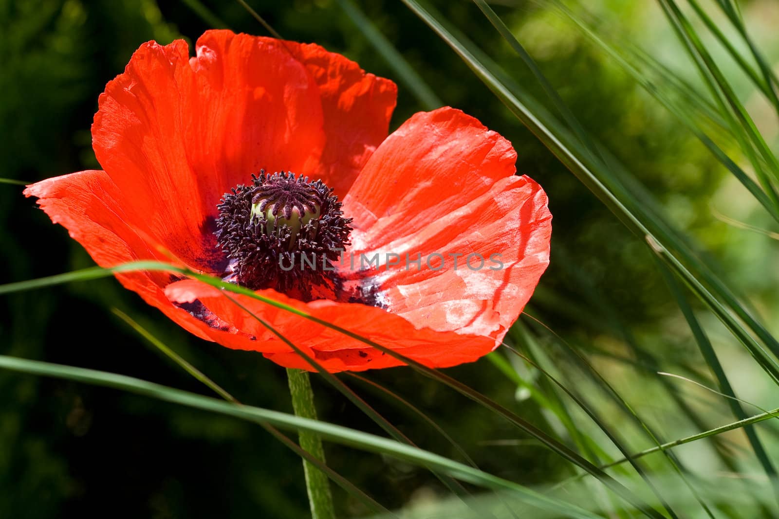 Close up of a pretty single poppy in the grass.