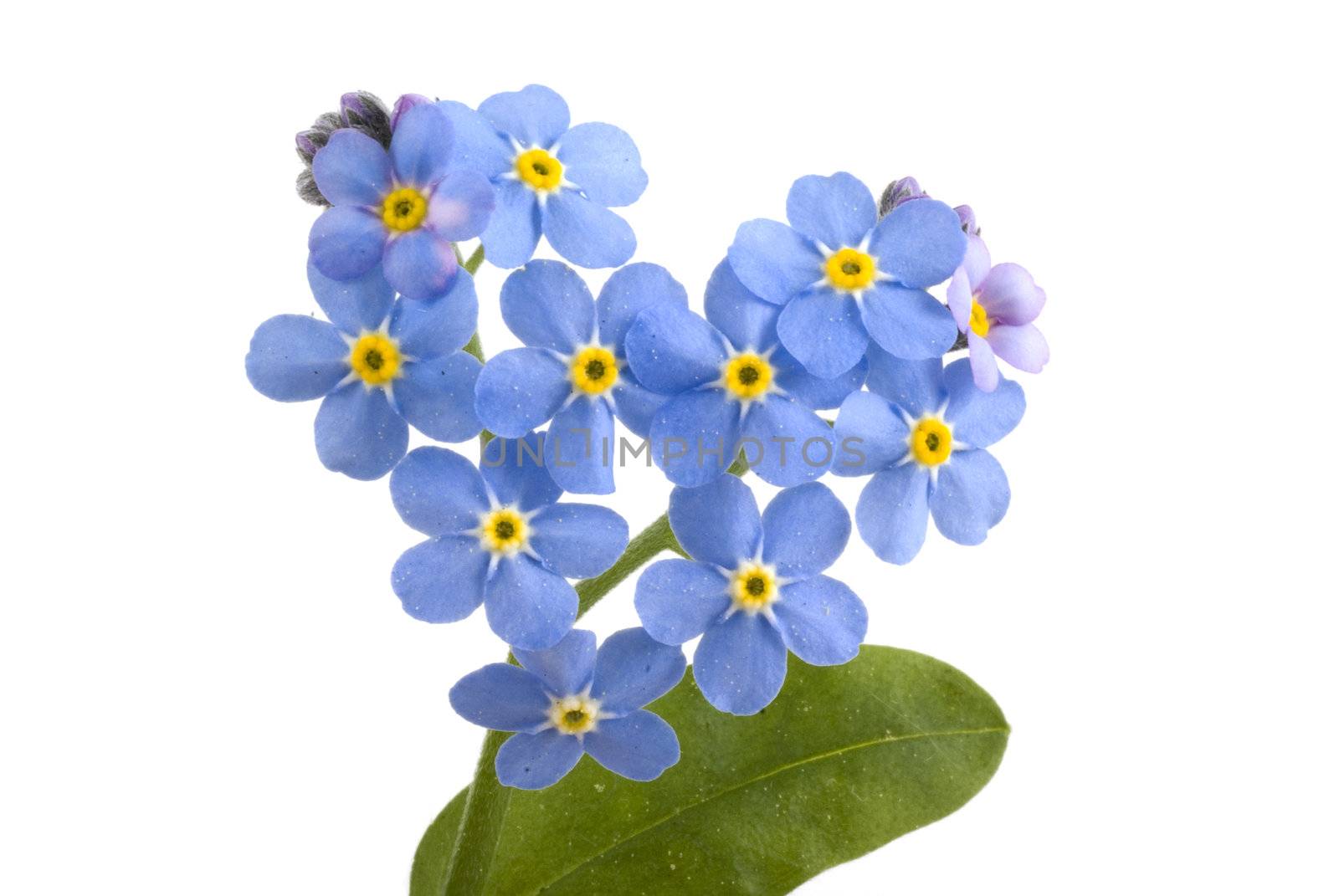 Forget me not, sweet little flowers on a white background.