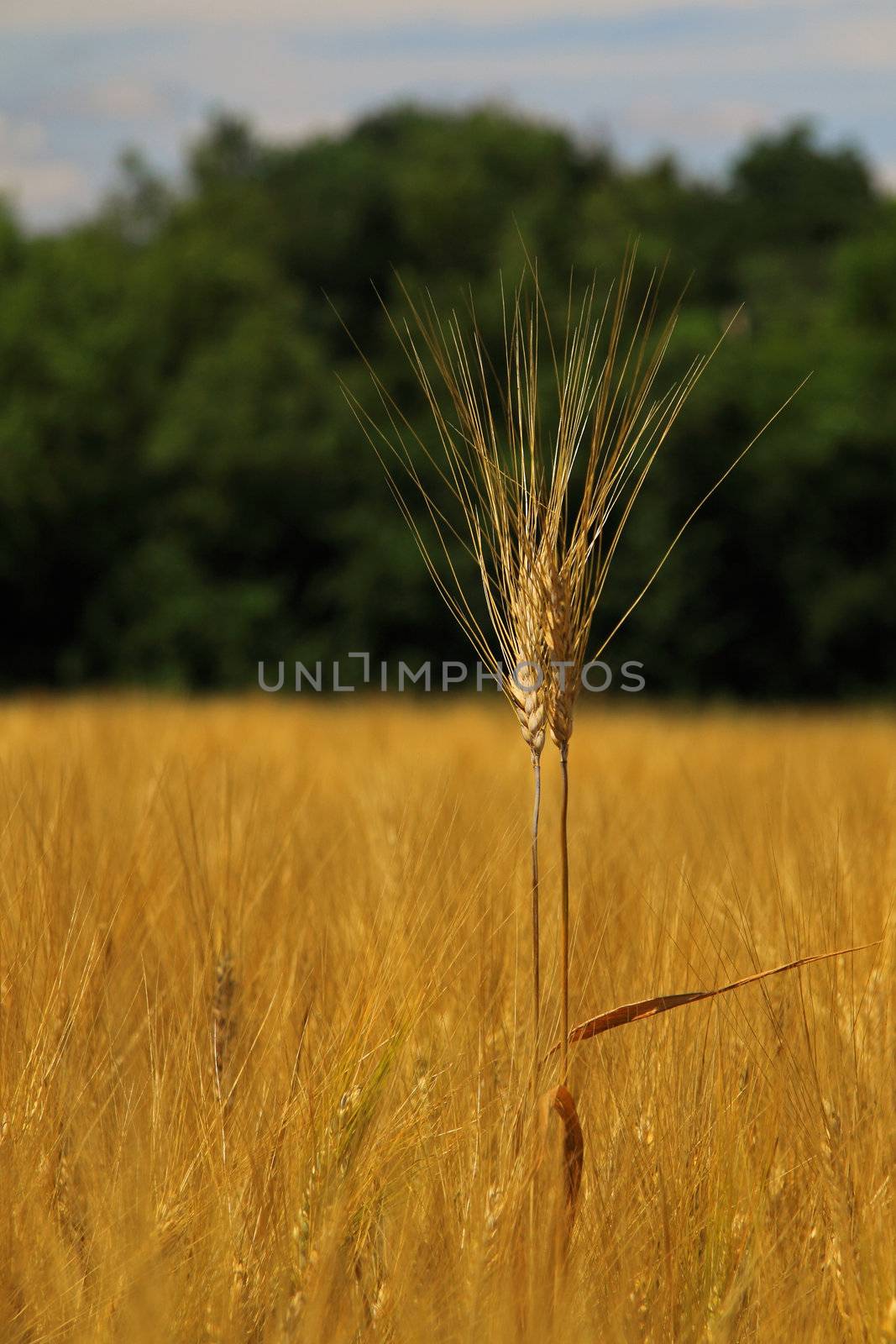 Barley Standing Proud by pjhpix